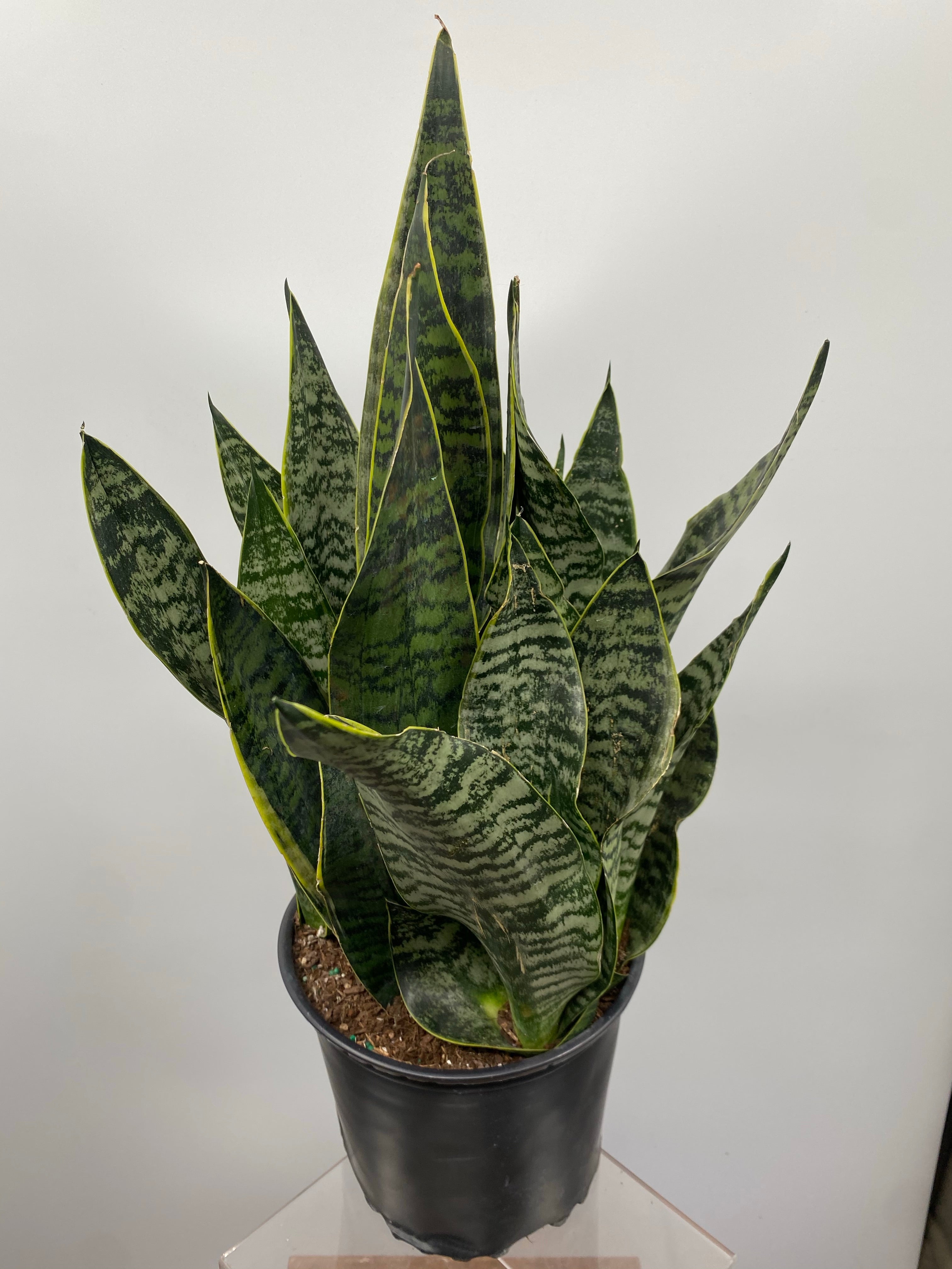 sansevieria golden futura 09" Sansevieria Golden Edge