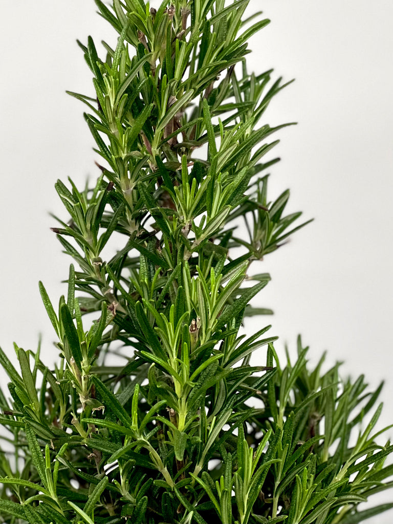 4" Rosemary 'Holiday Tree'