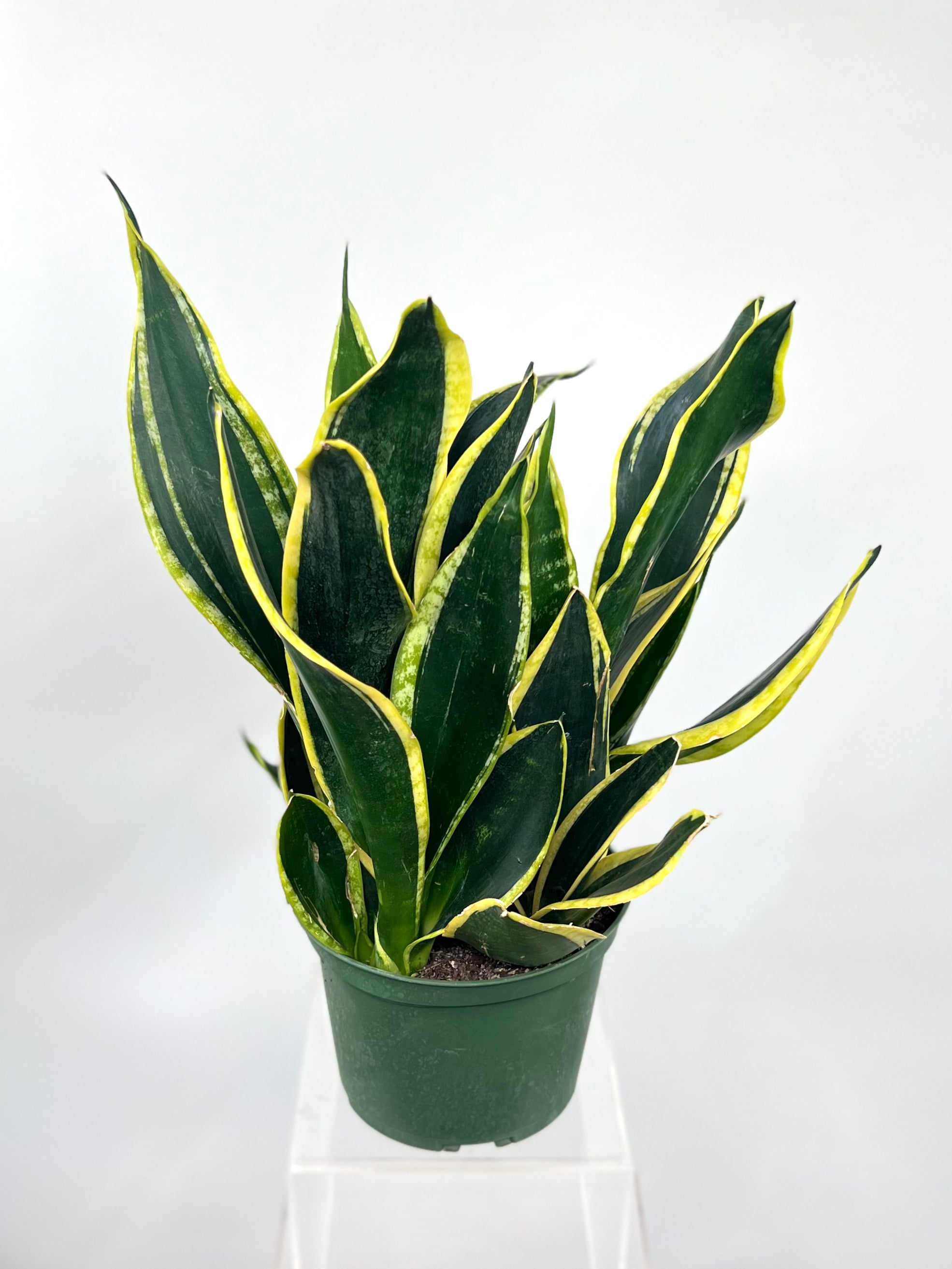 sansevieria black gold extreme 6" Sansevieria Black Gold Extreme
