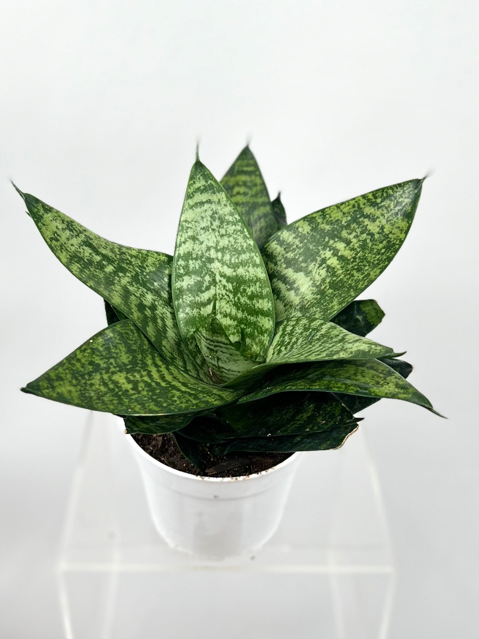 sansevieria forest star care 4" Sansevieria Forest Star
