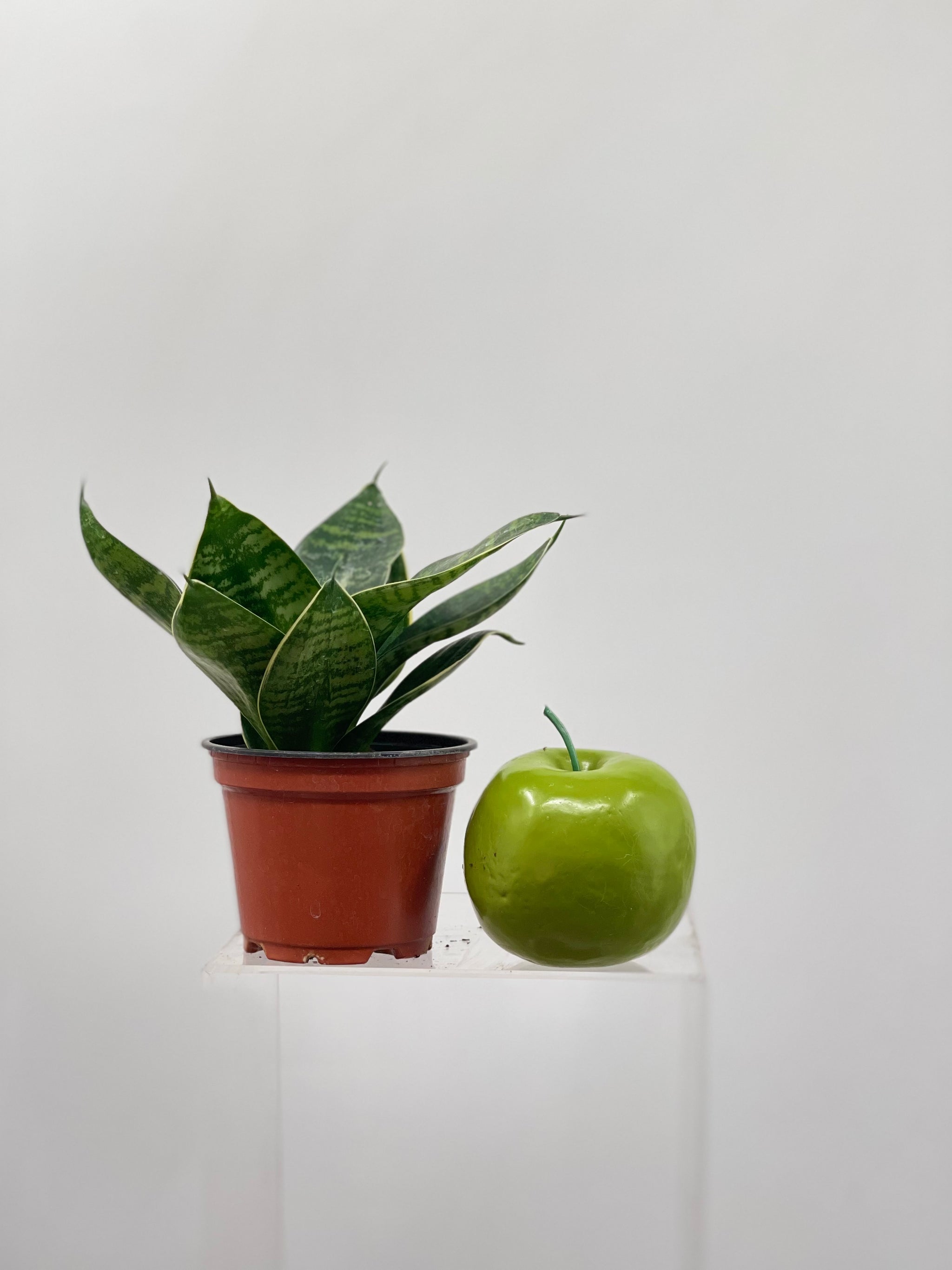 sansevieria star power 4" Sansevieria Misty Star – Plant Decor Shop