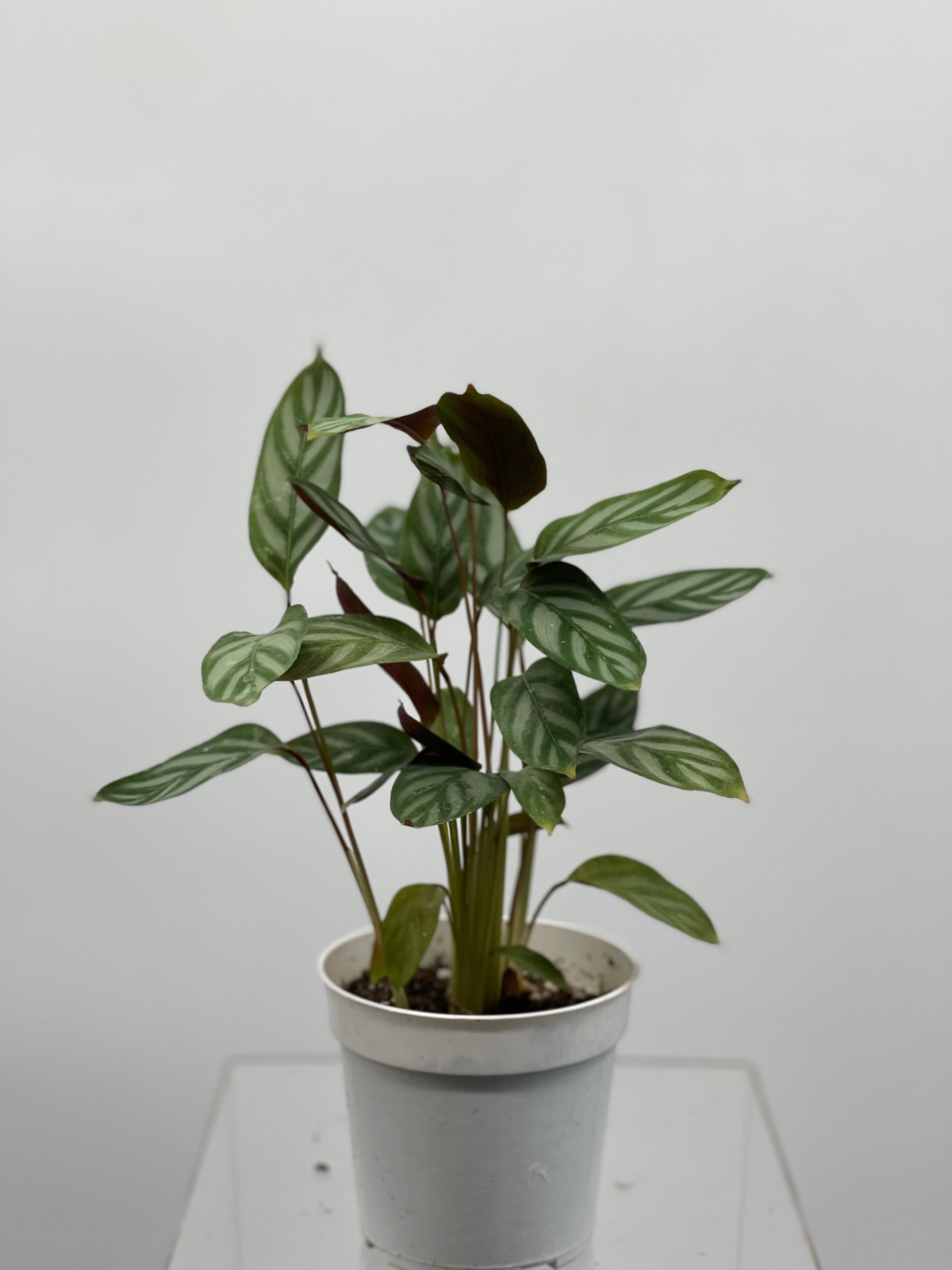 4" Calathea Grey Star  Plant Decor Shop