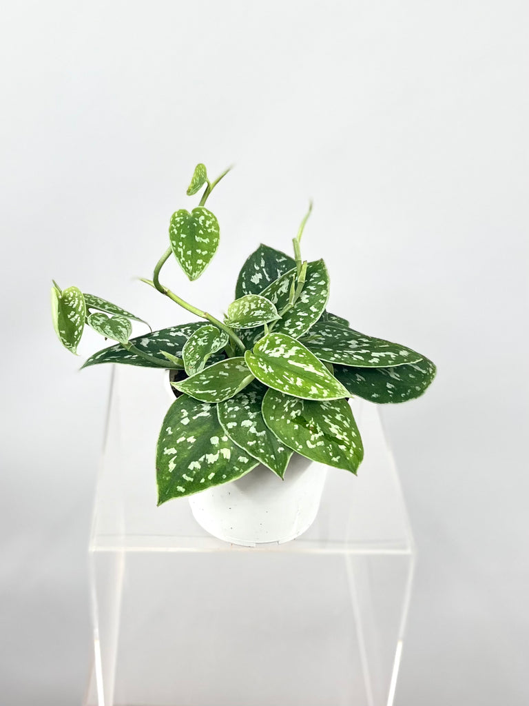 philodendron argyraeus 4" Scindapsus Pictus Argyraeus 'Satin' – Plant Decor Shop