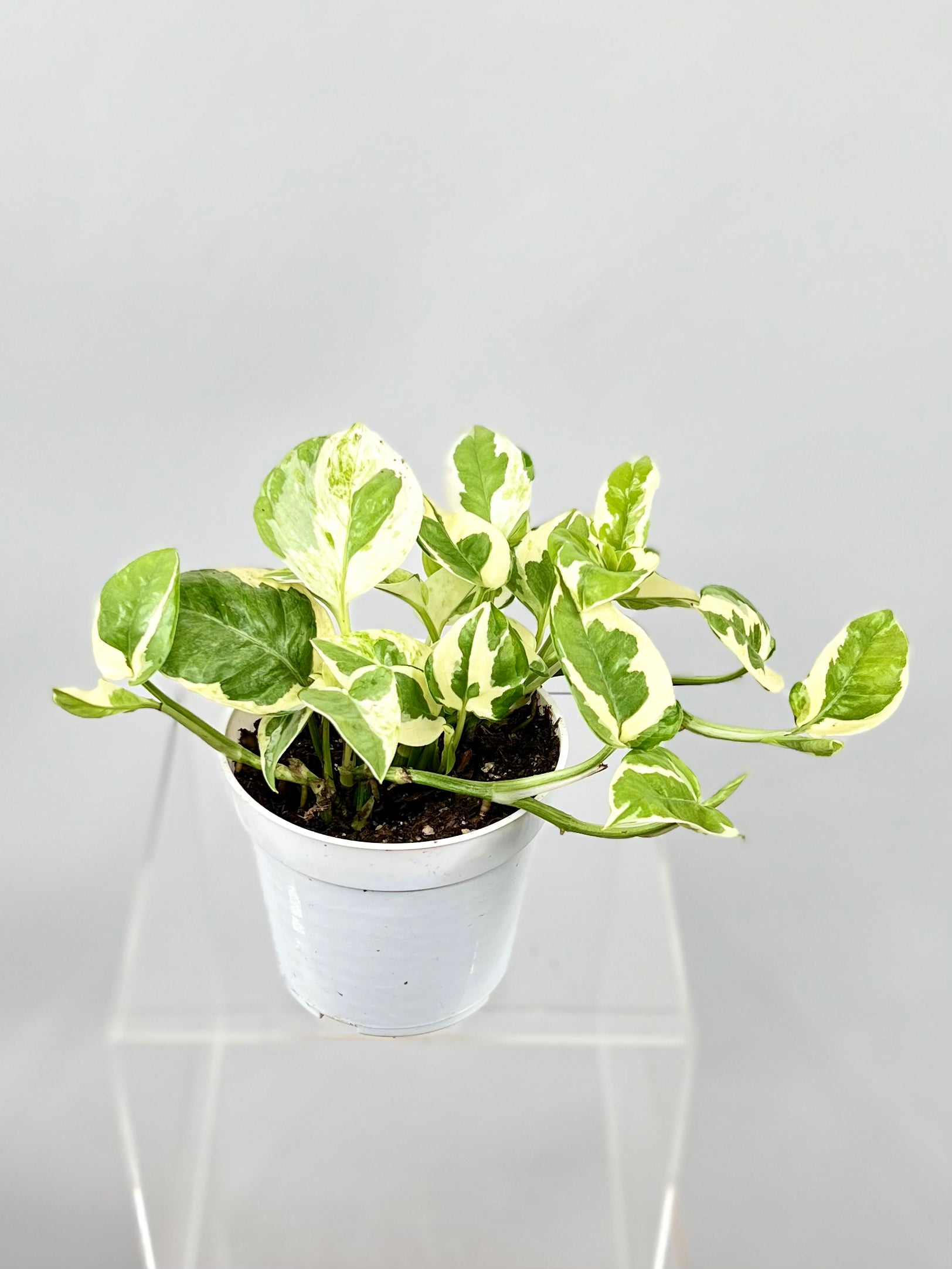 pothos n joy vs glacier 4" Pothos, N' Joy – Plant Decor Shop
