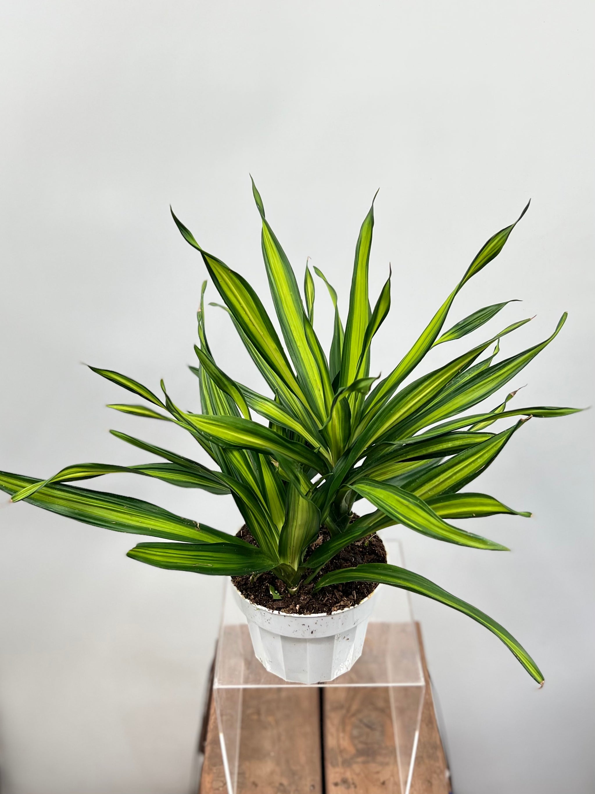 dracena rikki 6