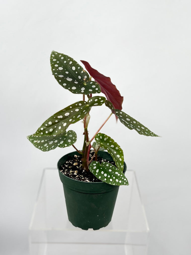 4" Begonia, Maculata 'Polka Dot'