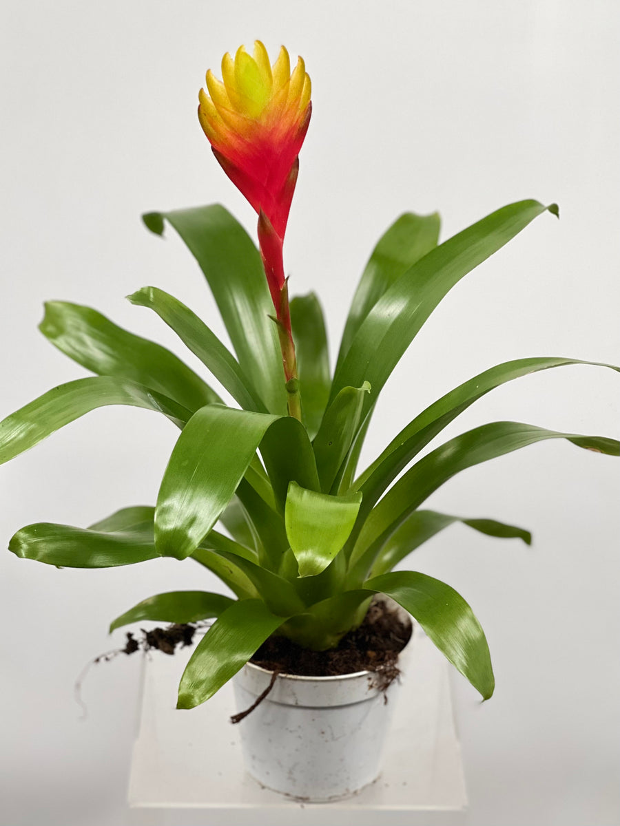 image_6b7f1701-b2c8-45fc-962b-