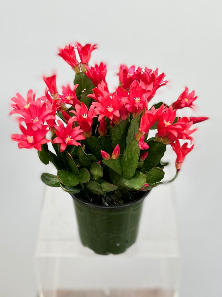 4" Spring Cactus, Red