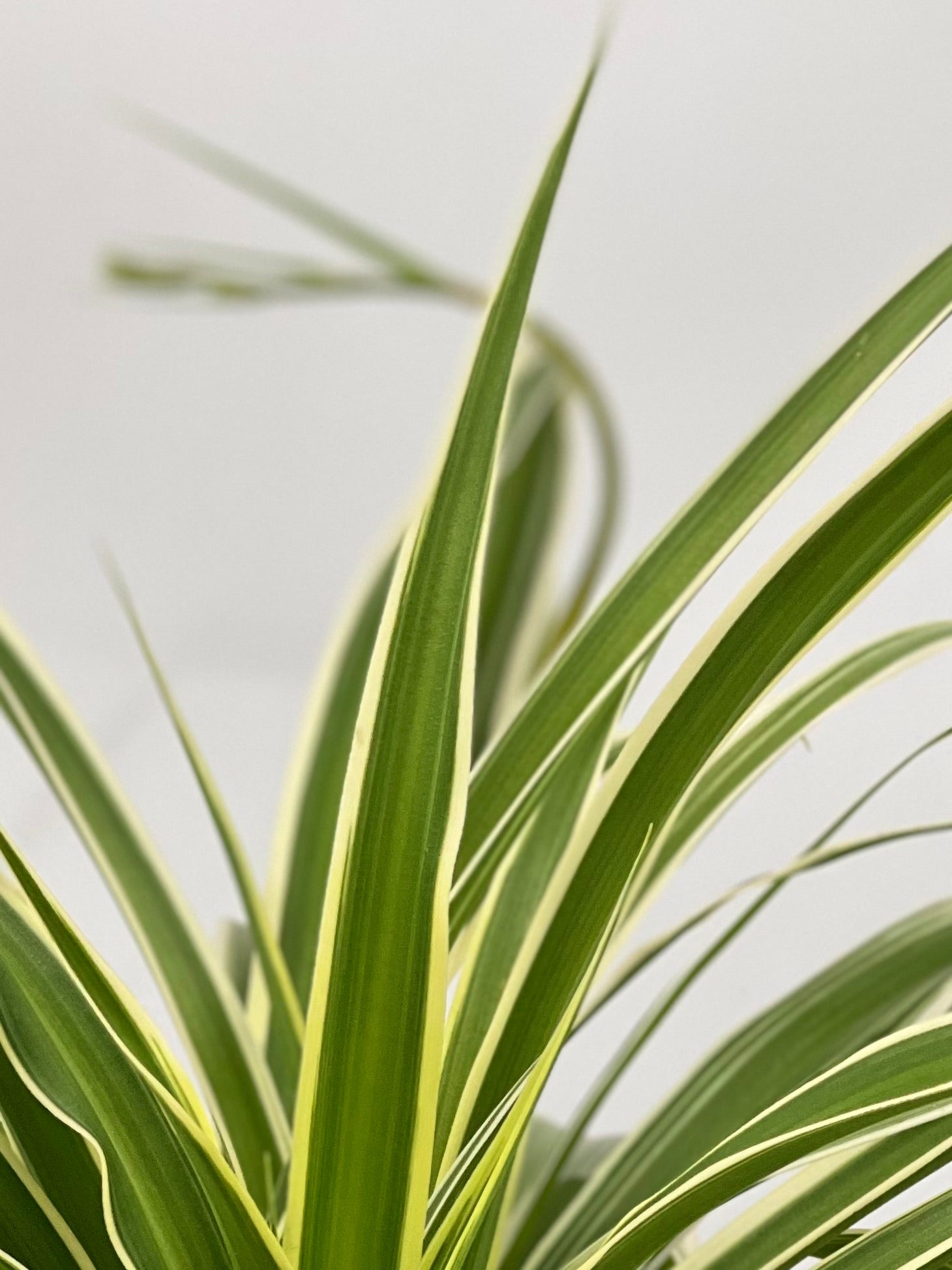 chlorophytum reverse 6" Chlorophytum Spider, Reverse – Plant Decor Shop