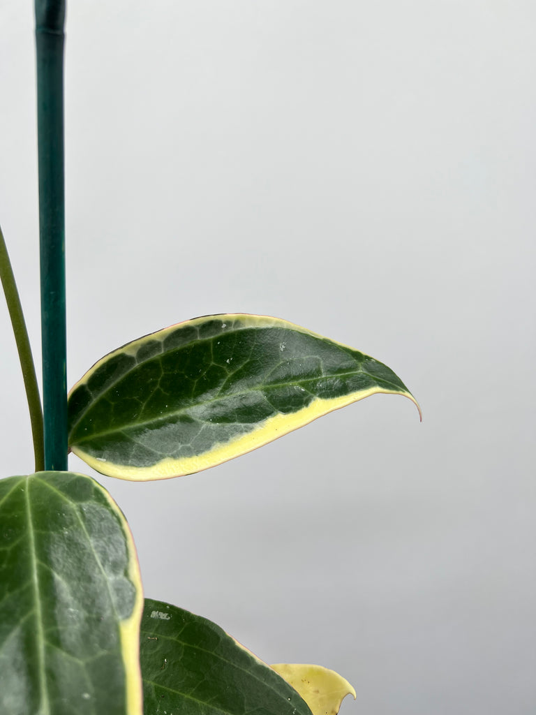 6" Hoya Macrophylla, Variegated 'Albomarginata'