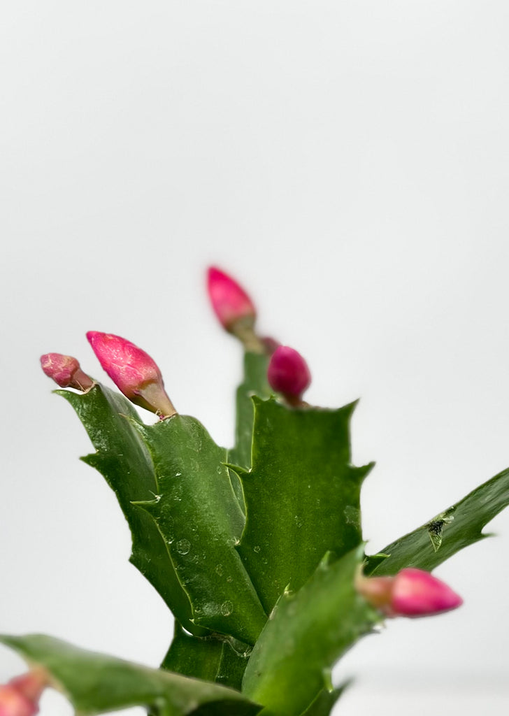 2" Holiday Cactus, Assorted
