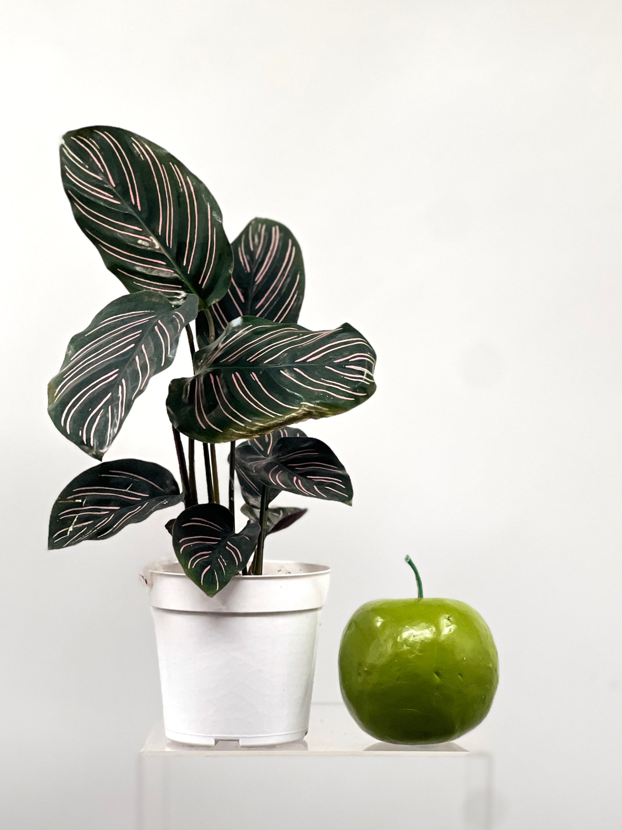 calathea ornata dehner 4