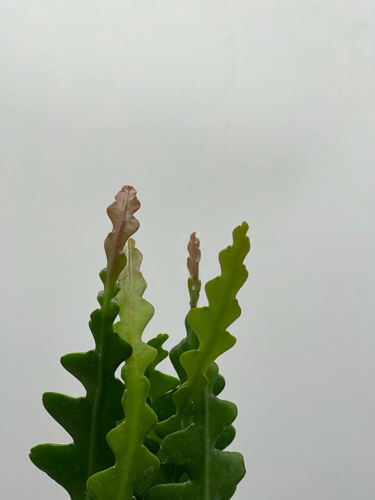 4" Epiphyllum Anguliger 'Fishbone Cactus'