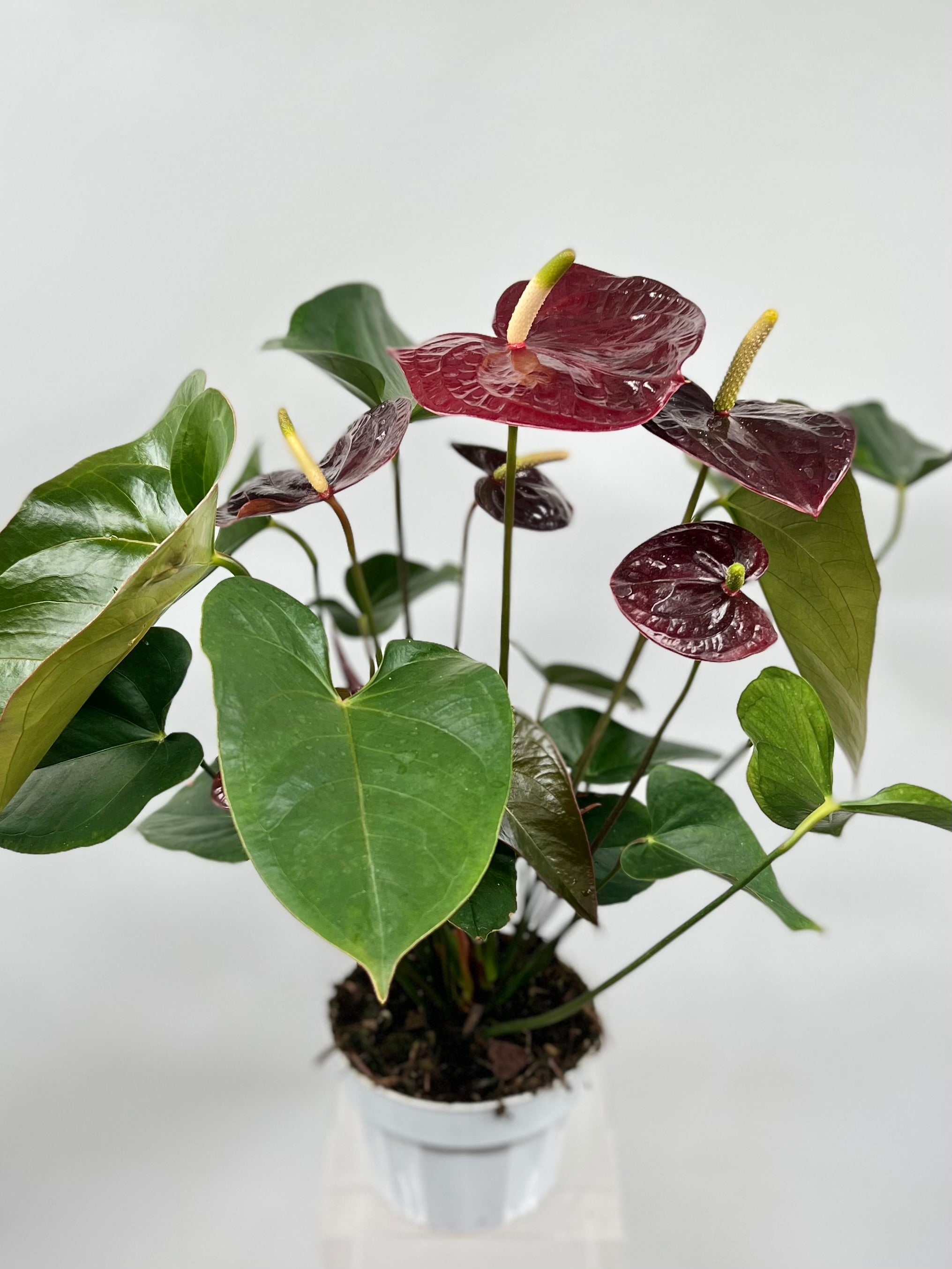 anthurium burgundy 6" Anthurium, Dark Red