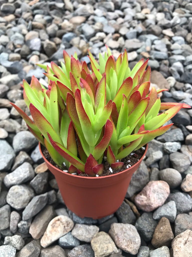 crassula falcata succulent 4" Crassula Falcata – Plant Decor Shop