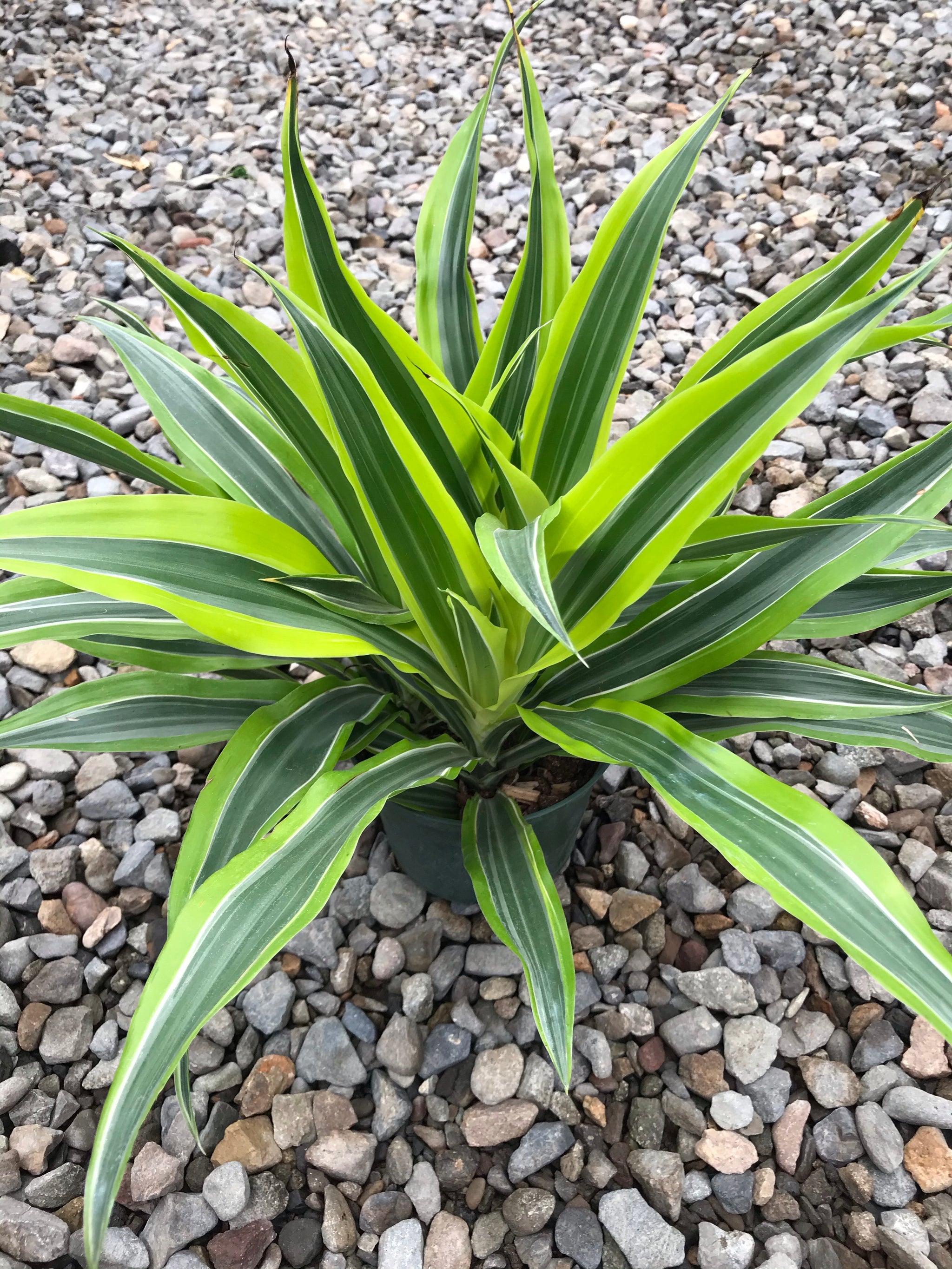 lemon and lime dracaena 6