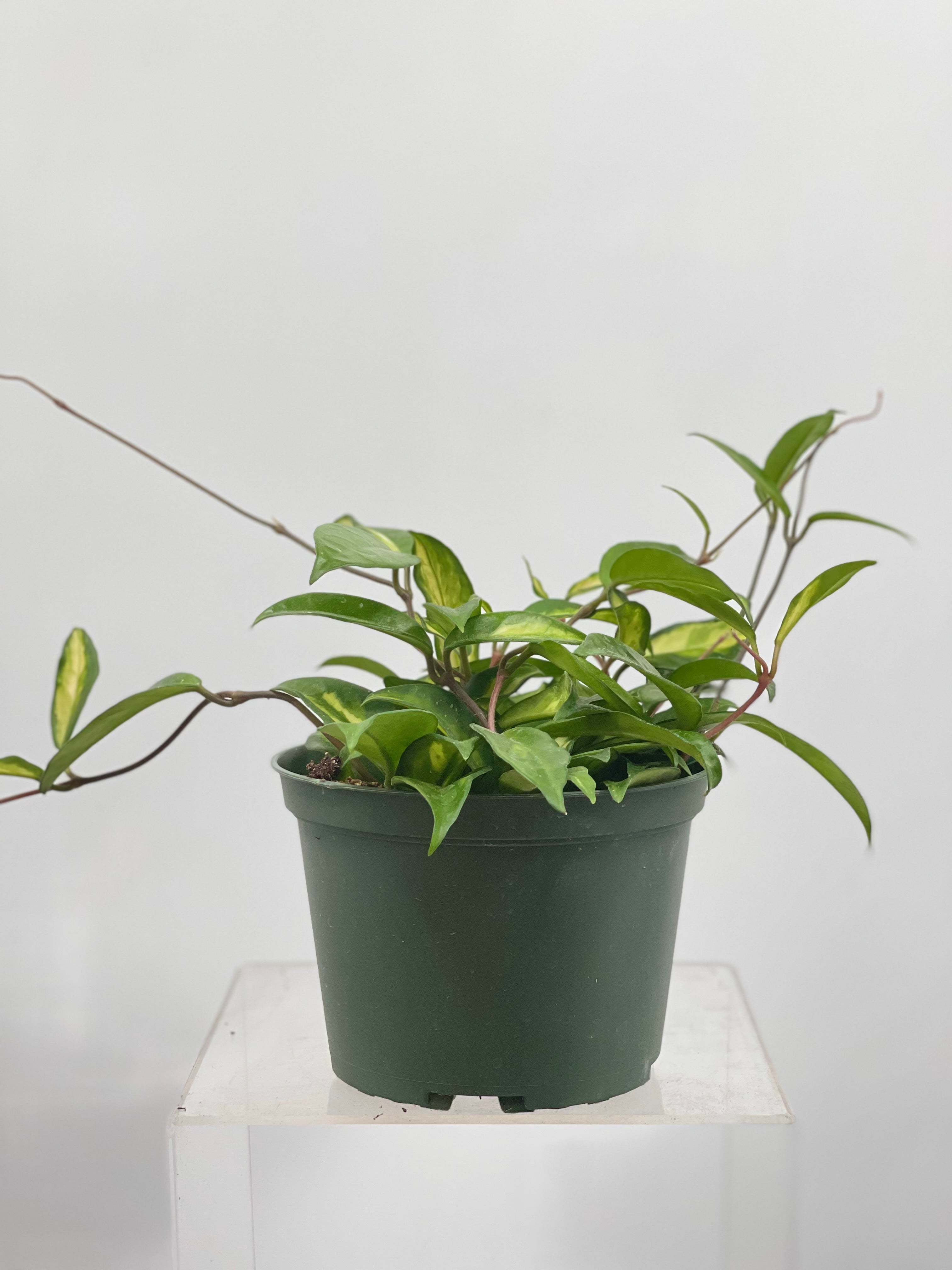philodendron hoya 6" Hoya Carnosa, Variegated – Plant Decor Shop