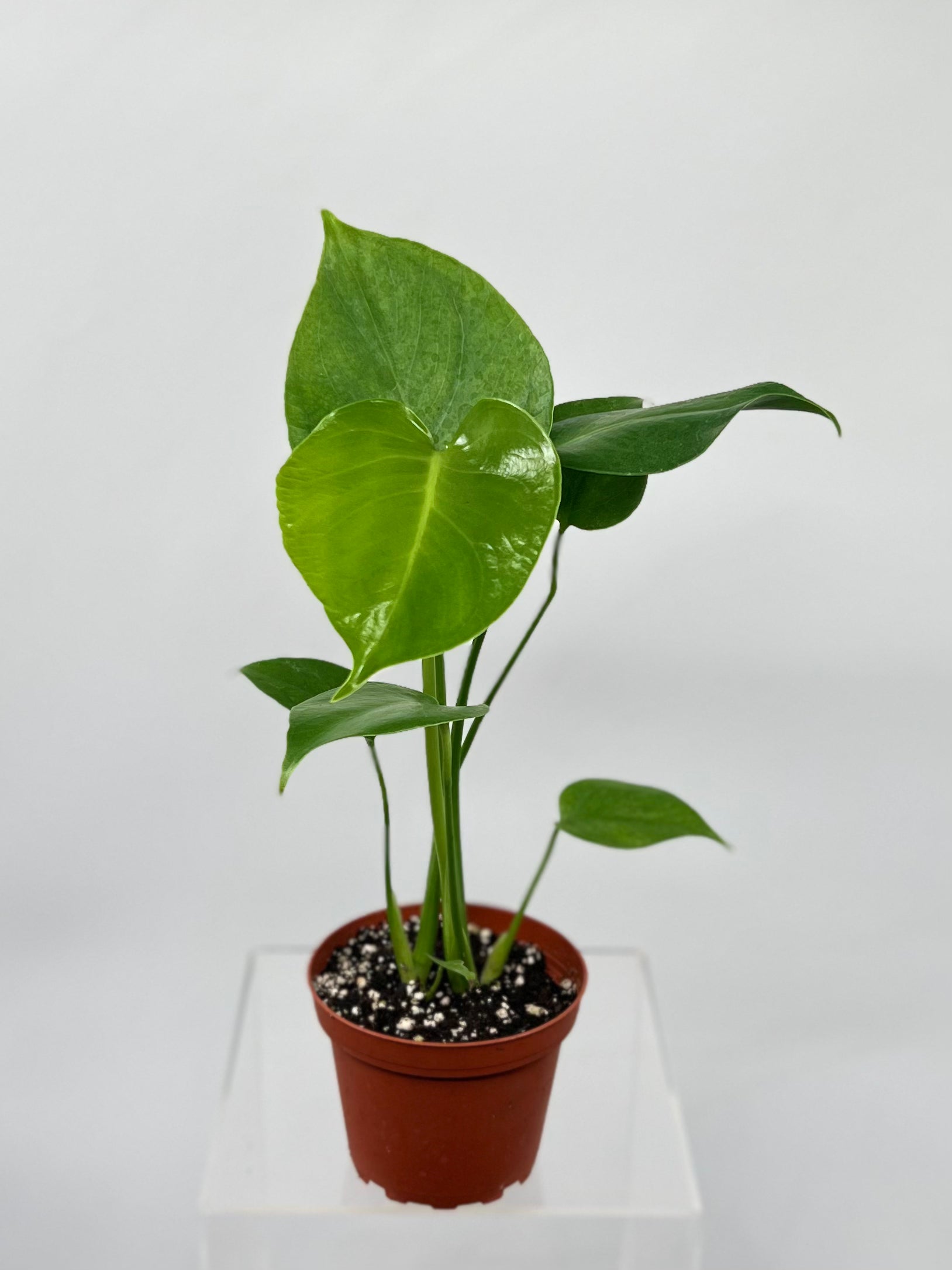 monstera deliciosa split Monstera deliciosa (4")