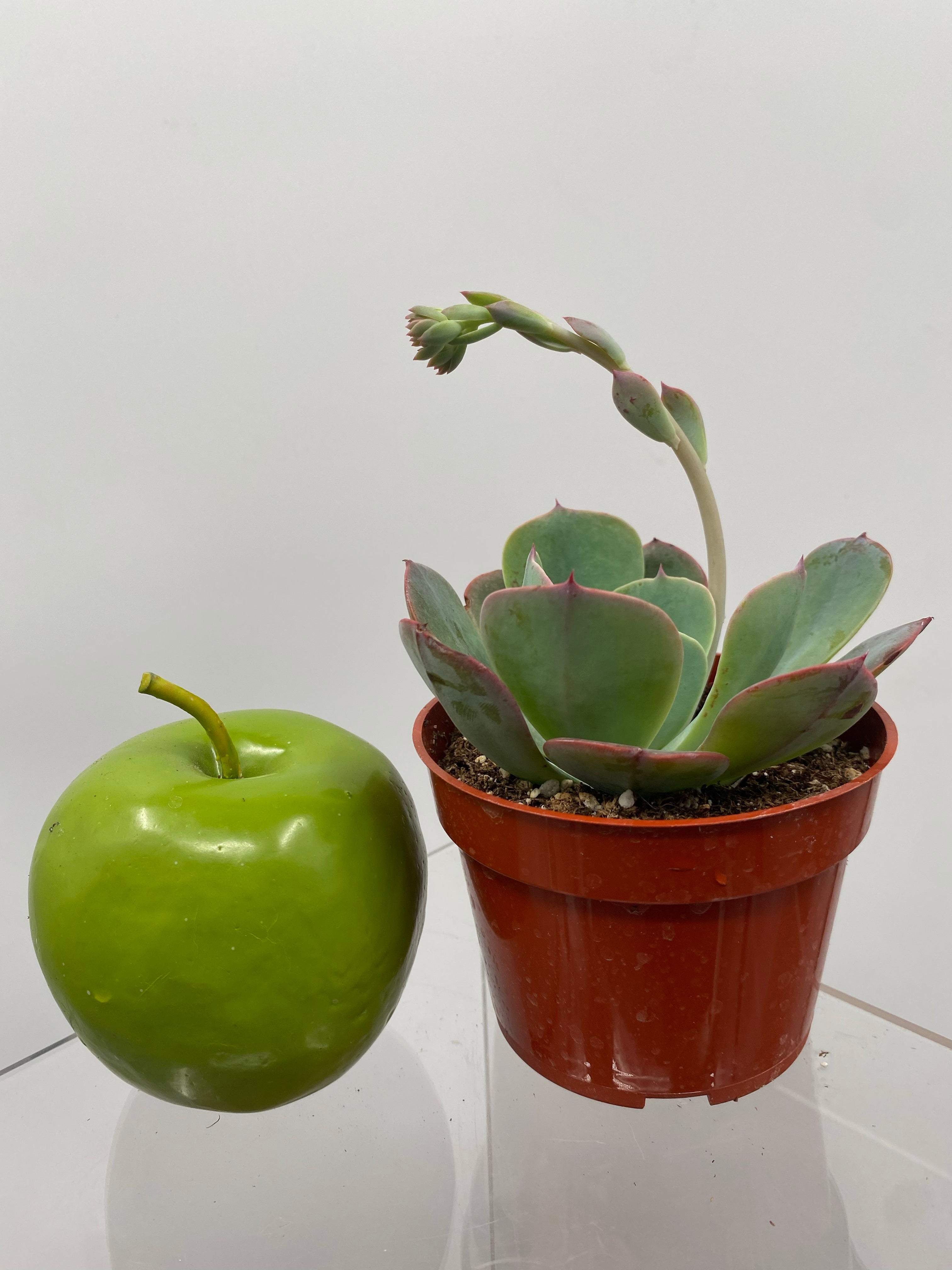 blue sky succulent 4" Echeveria Blue Sky – Plant Decor Shop