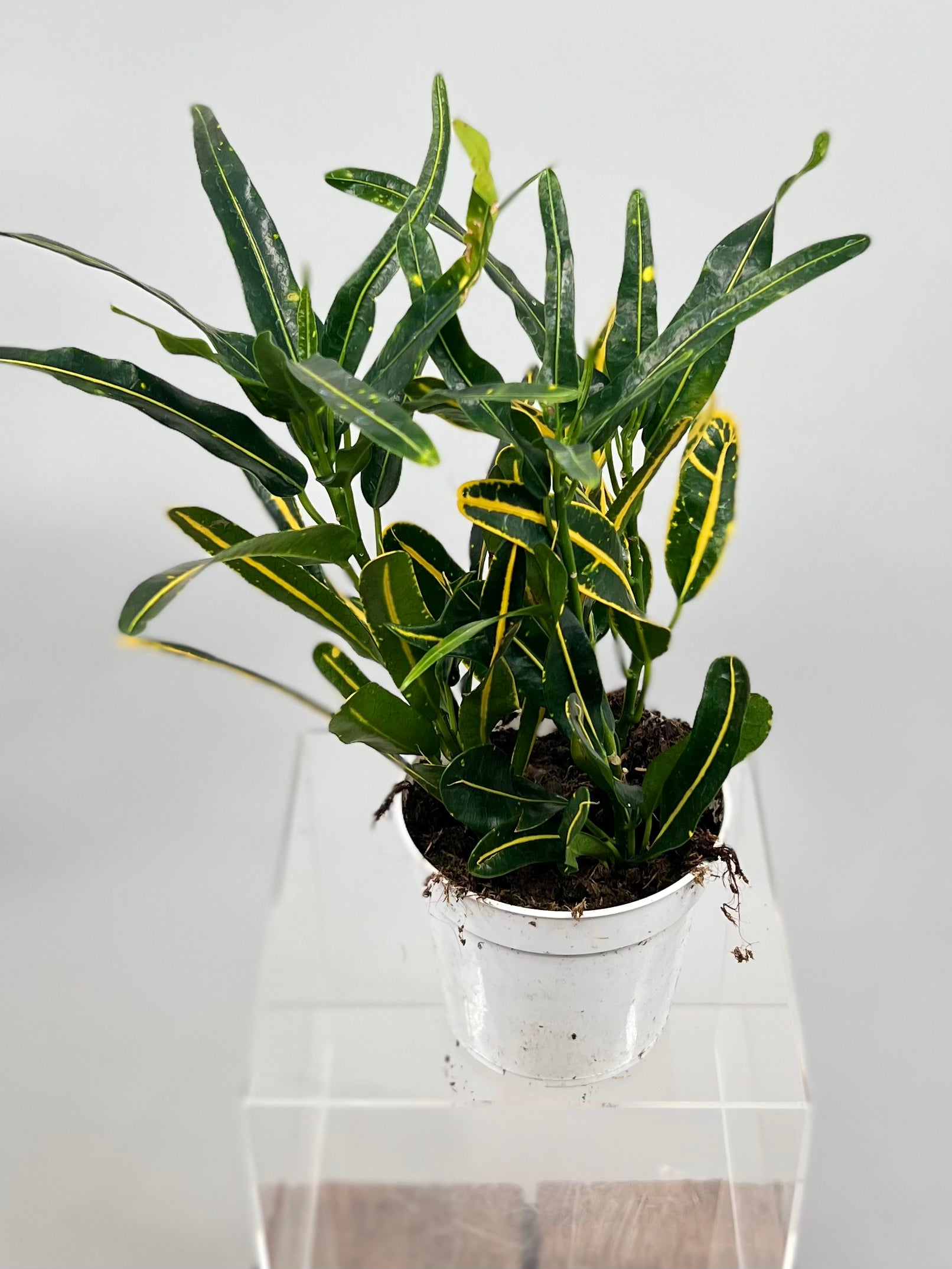 banana plant indoor yellow leaves 4" Croton Yellow Banana – Plant Decor Shop