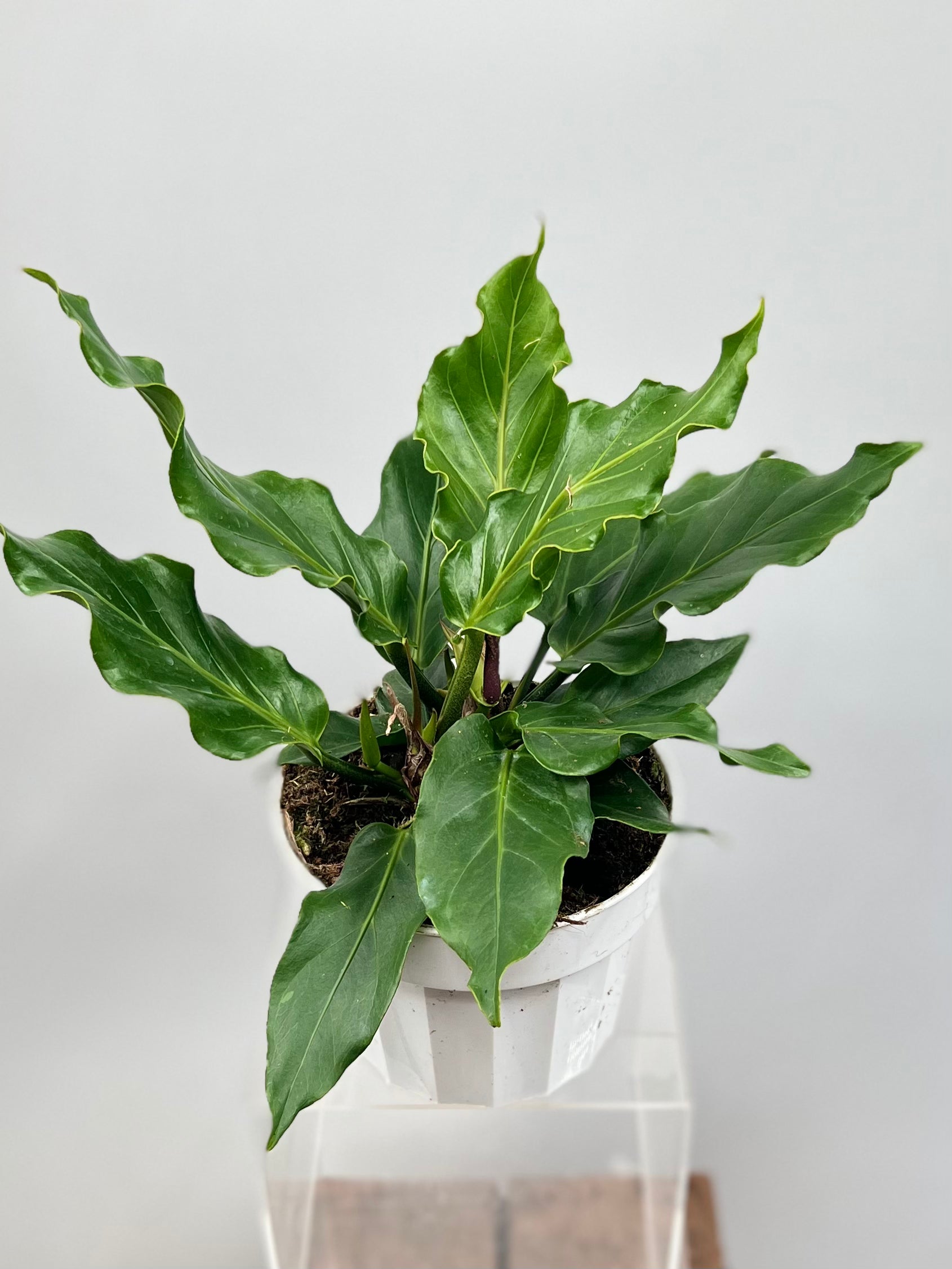 anthurium plowmanii care 6" Anthurium Plowmanii
