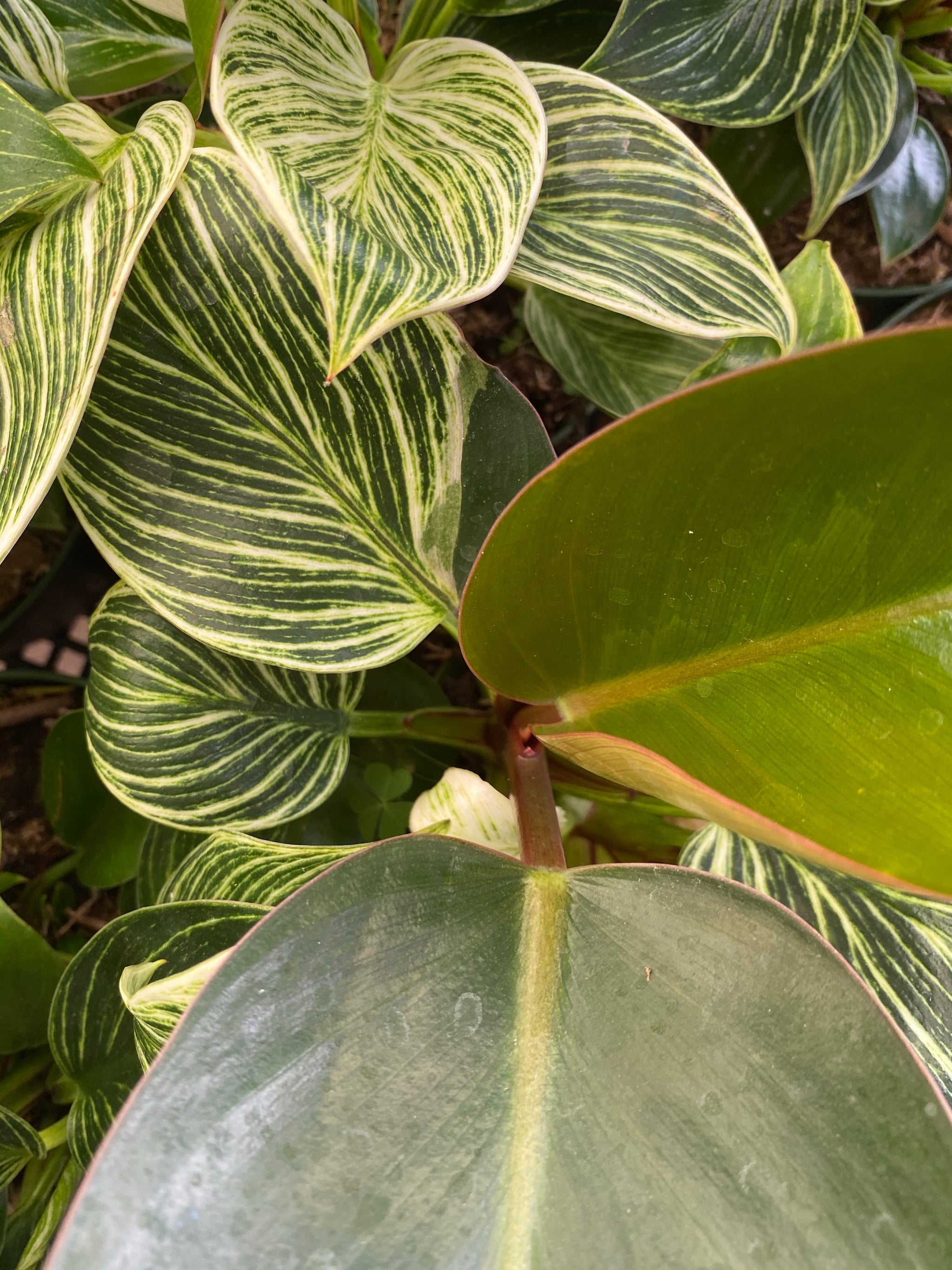 philodendron birkin congo 6" Philodendron Birkin Congo Combo – Plant Decor Shop