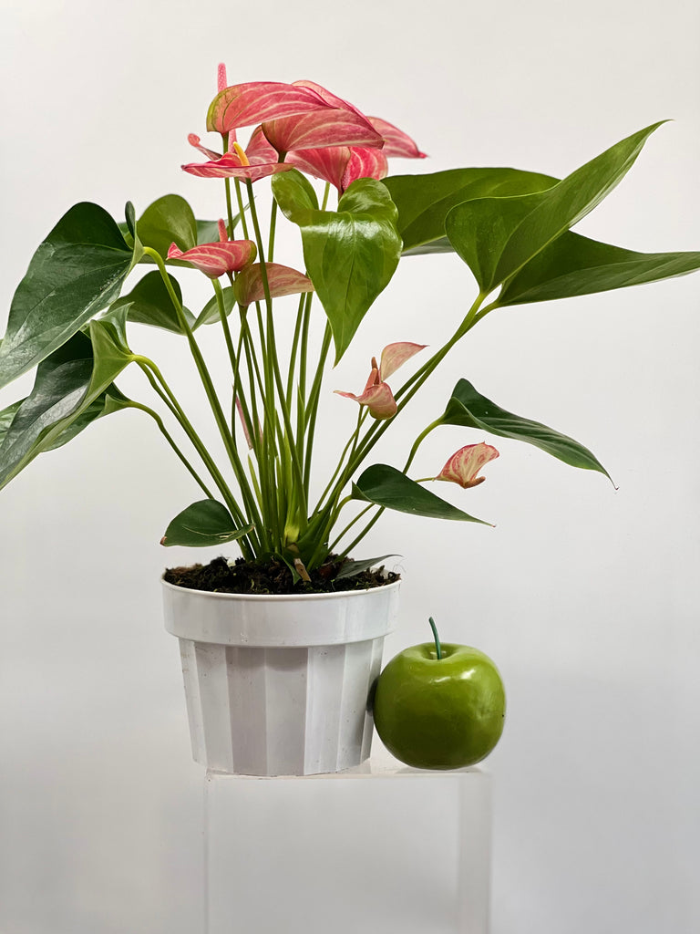 anthurium livium red 6" Anthurium, Livium – Plant Decor Shop