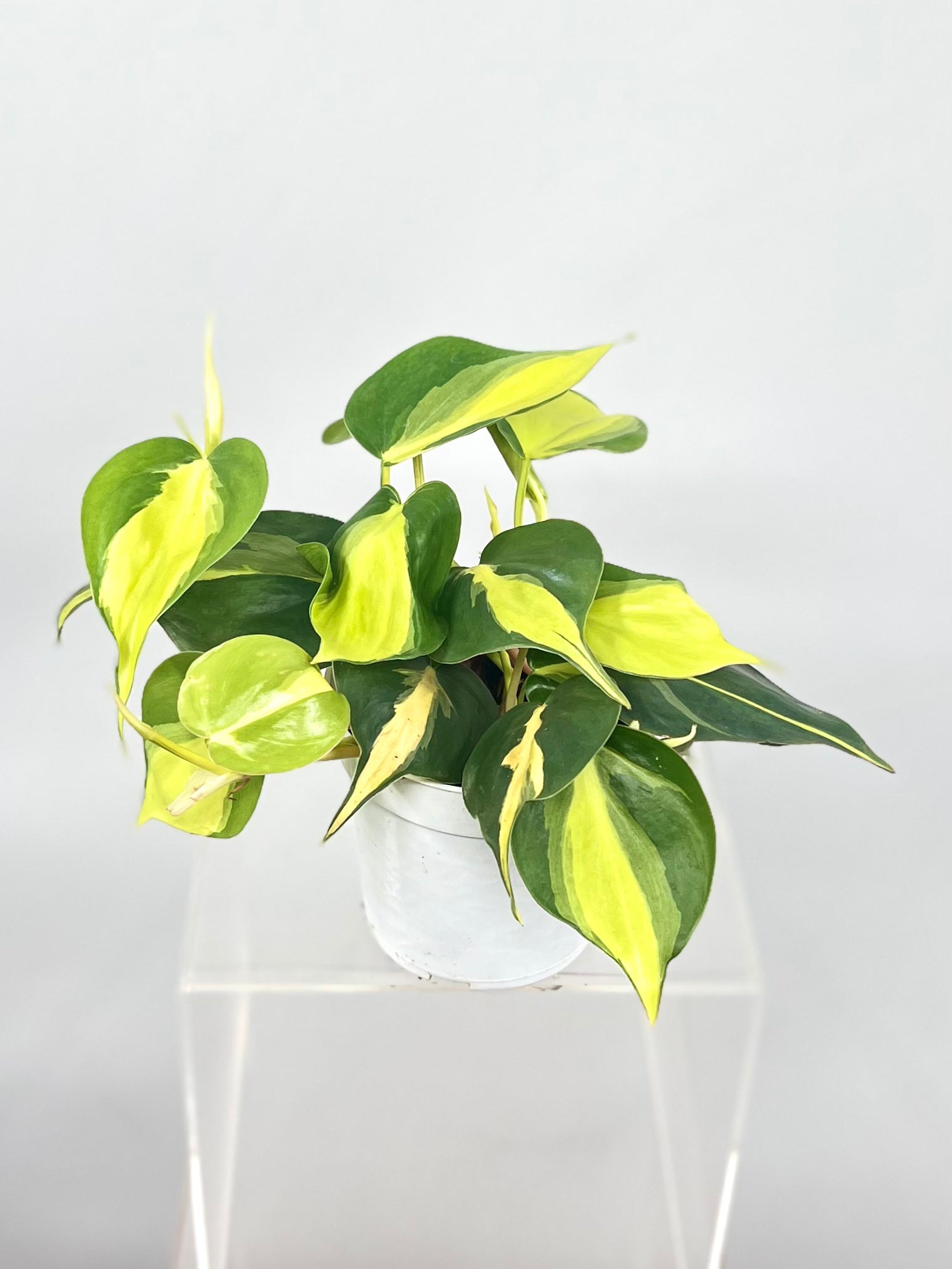 philodendron cordatum variegated Philodendron Cordatum Brasil, 4" Plant