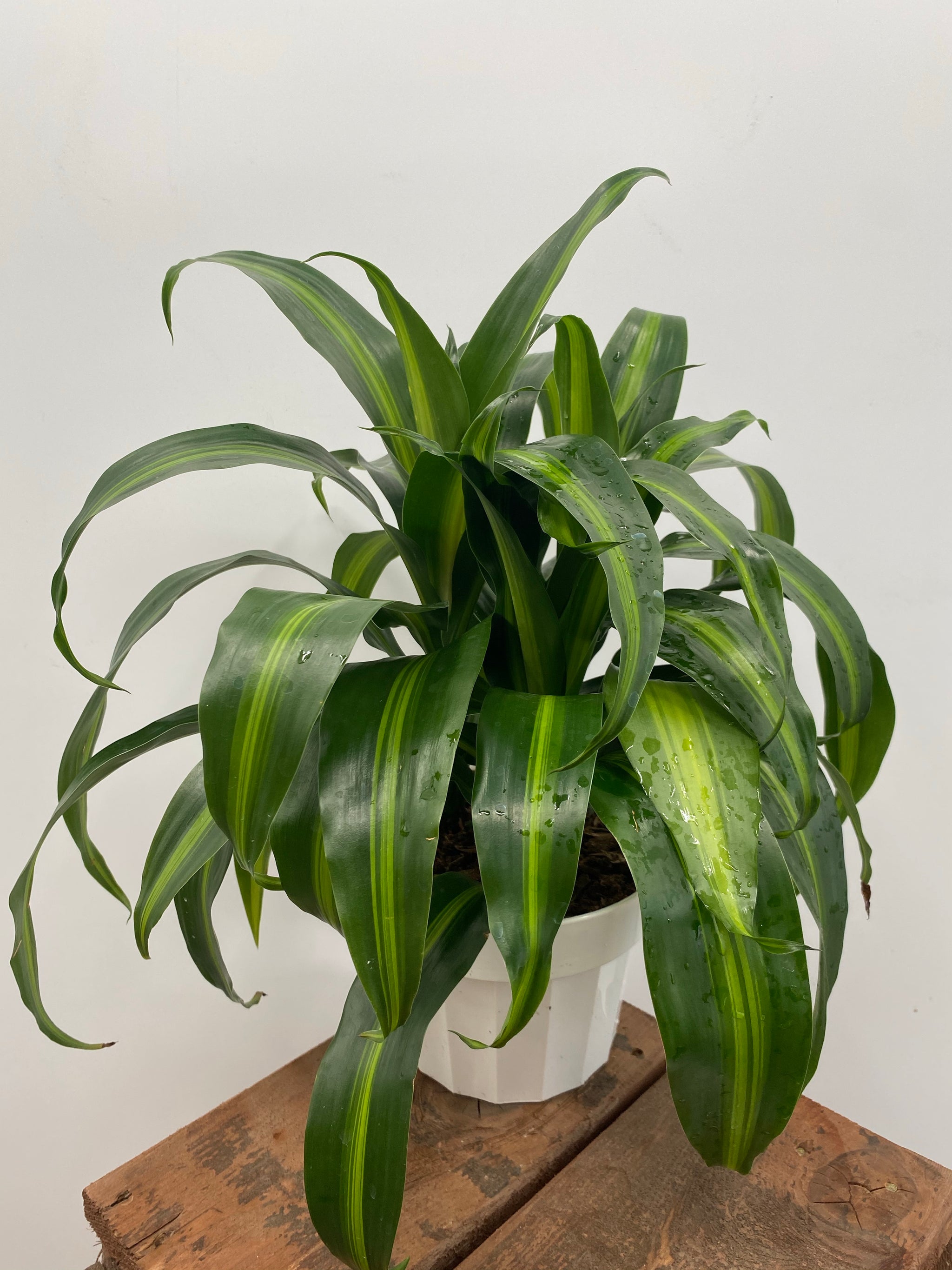 dracaena deremensis 'hawaiian sunshine' 6" Dracaena Hawaiian Sunshine – Plant Decor Shop