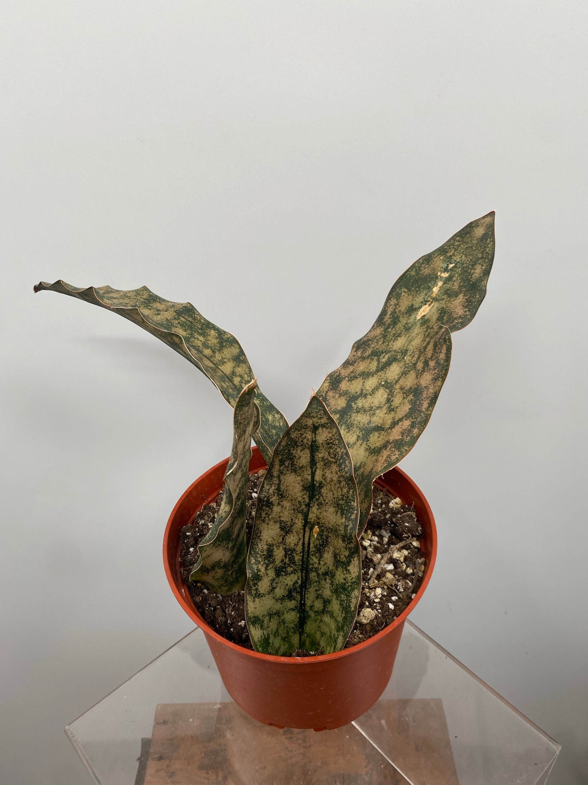 copper snake plant 6" Sansevieria Copper – Plant Decor Shop