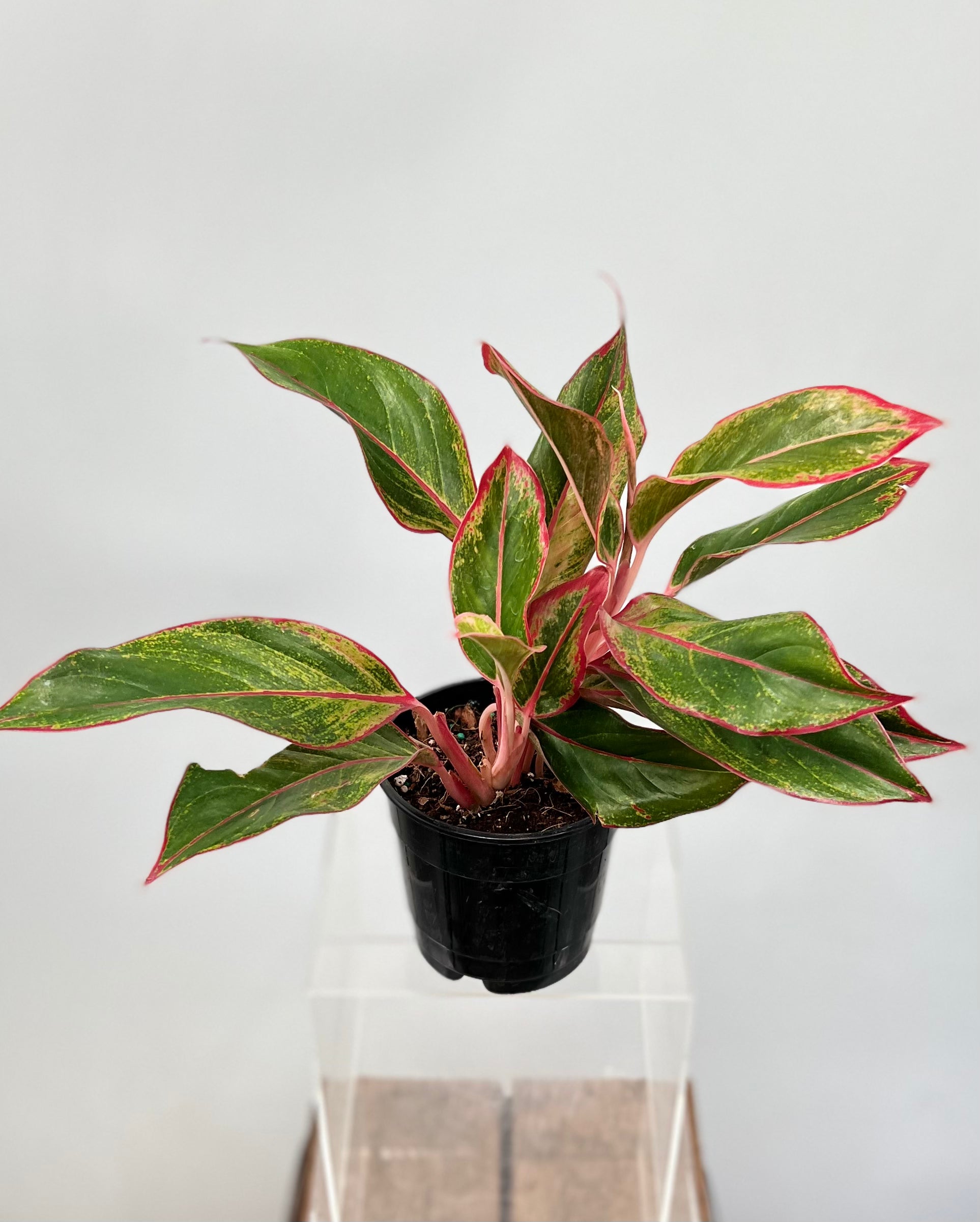 aglaonema lipstick chinese evergreen indoor plant Siam Aurora Chinese Evergreen Plant - Aglaonema - Grows in Dim Light