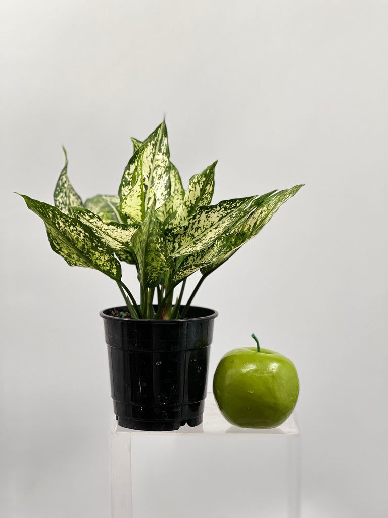 5" Chinese Evergreen Spring Snow
