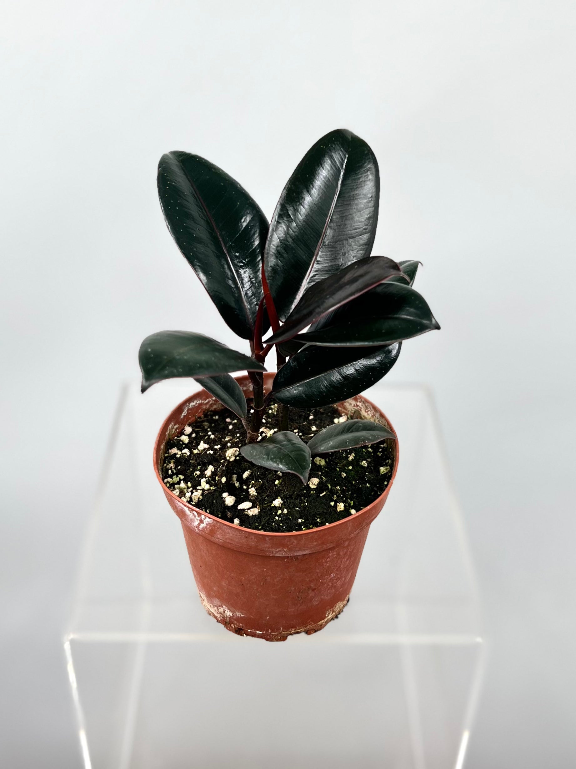 ficus burgundy indoor plant 4" Ficus Decora Burgundy