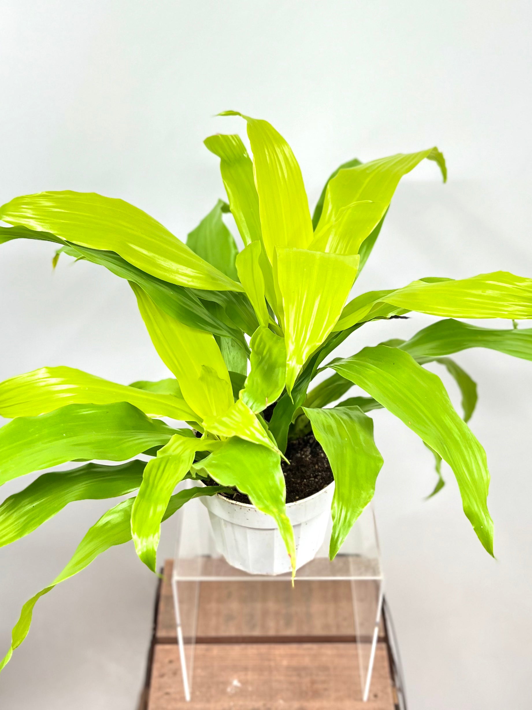 limelight dracaena plant LIMELIGHT DRACAENA 6in