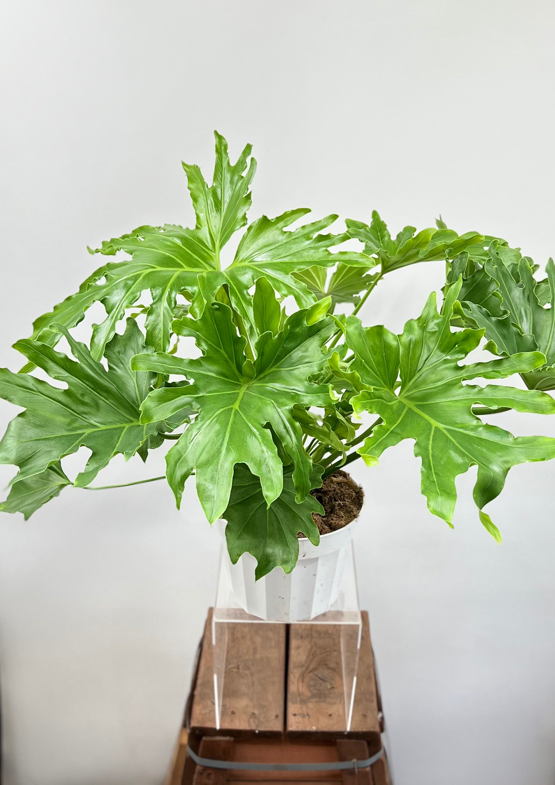 philodendron lickety split cats 8" Philodendron Lickety Split