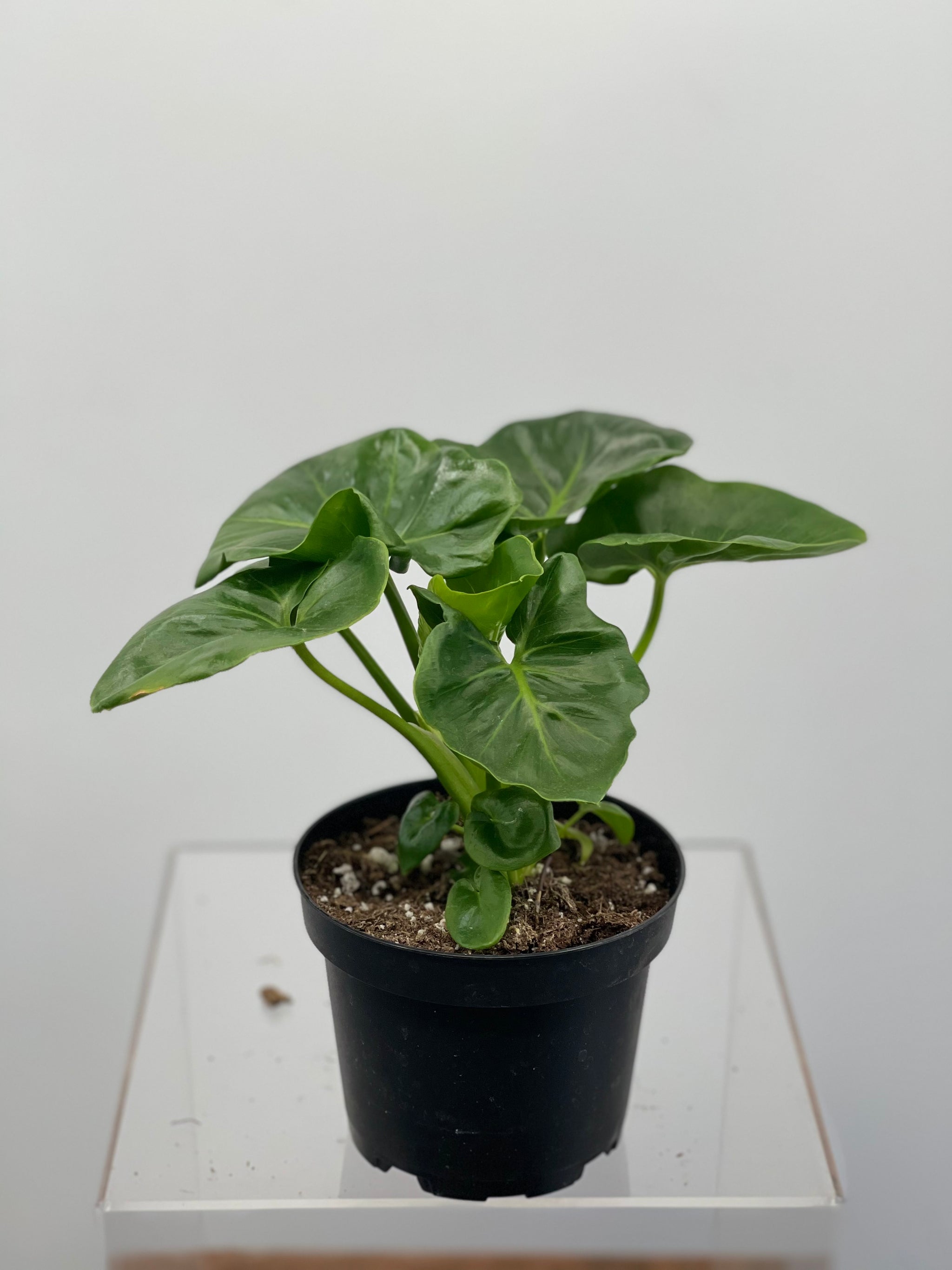 philodendron atom stekken 4" Philodendron Atom – Plant Decor Shop