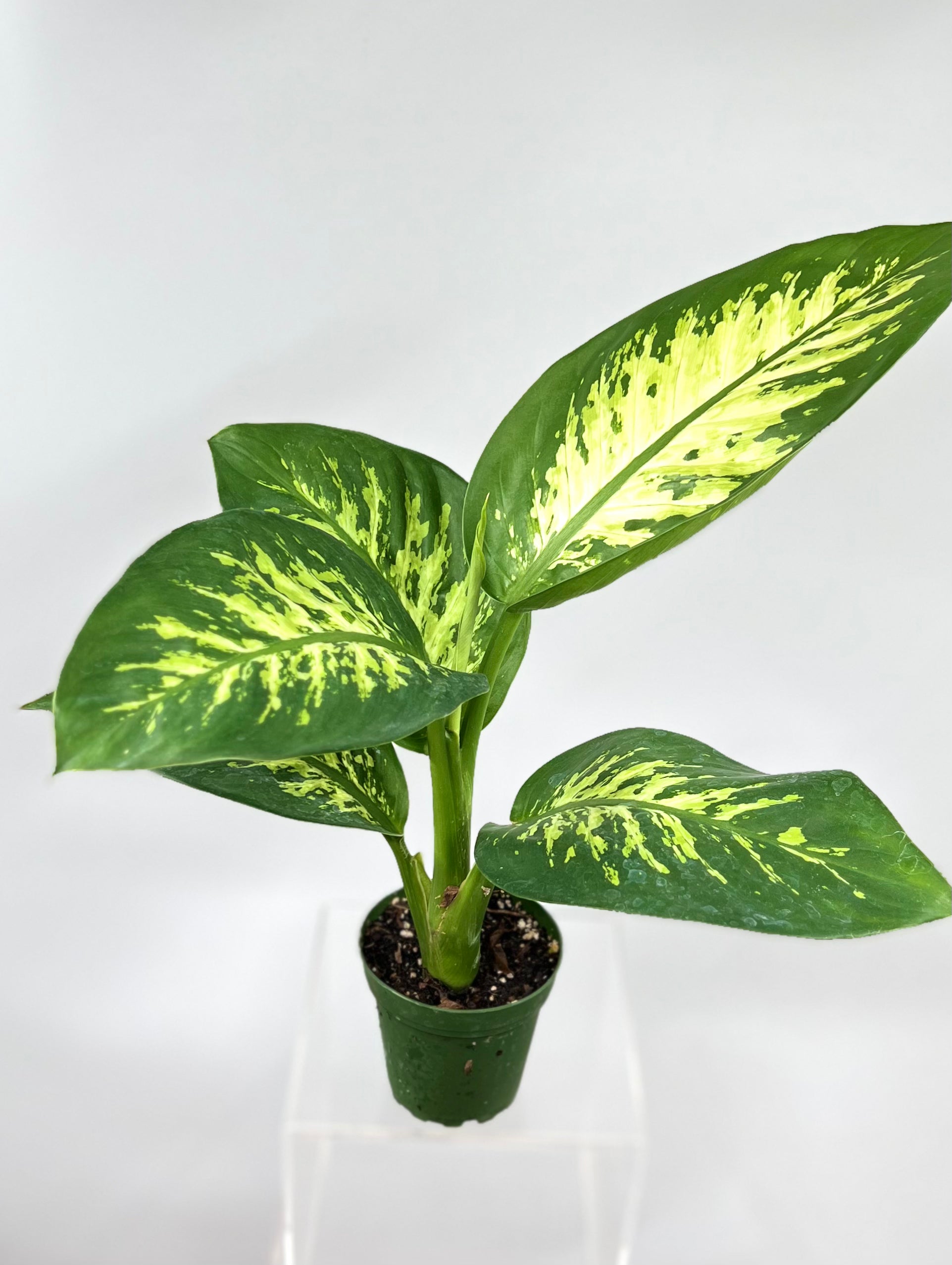 dieffenbachia tropic snow yellow leaves 4" Dieffenbachia Tropic Snow