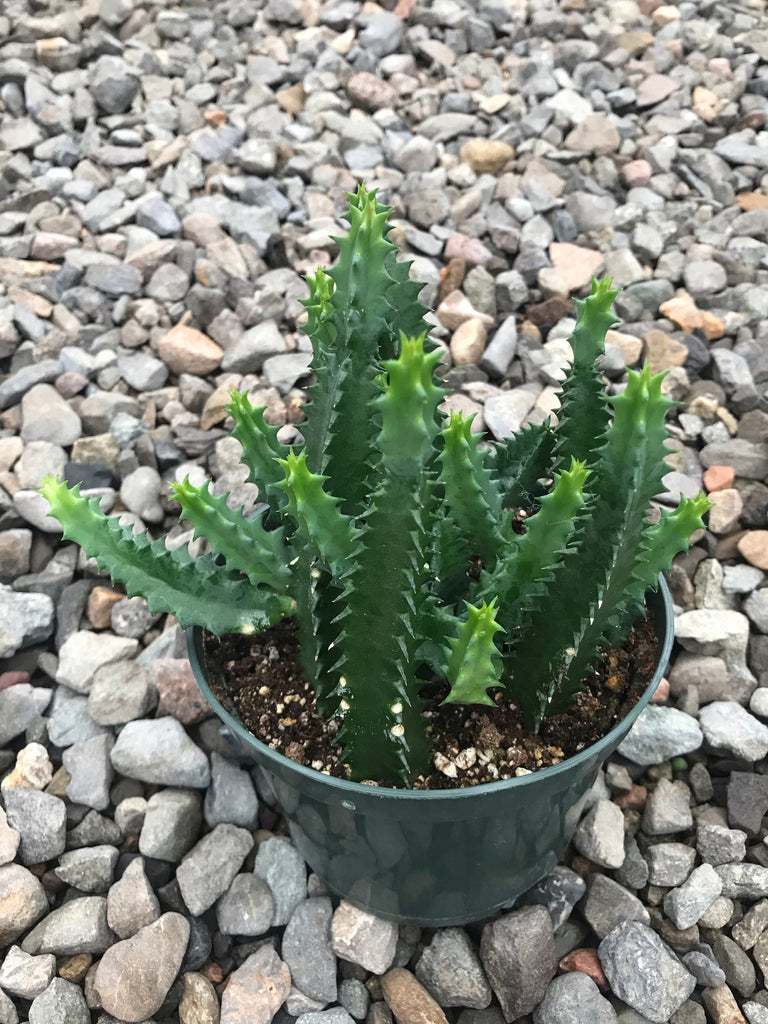 6" Lifesaver Cactus