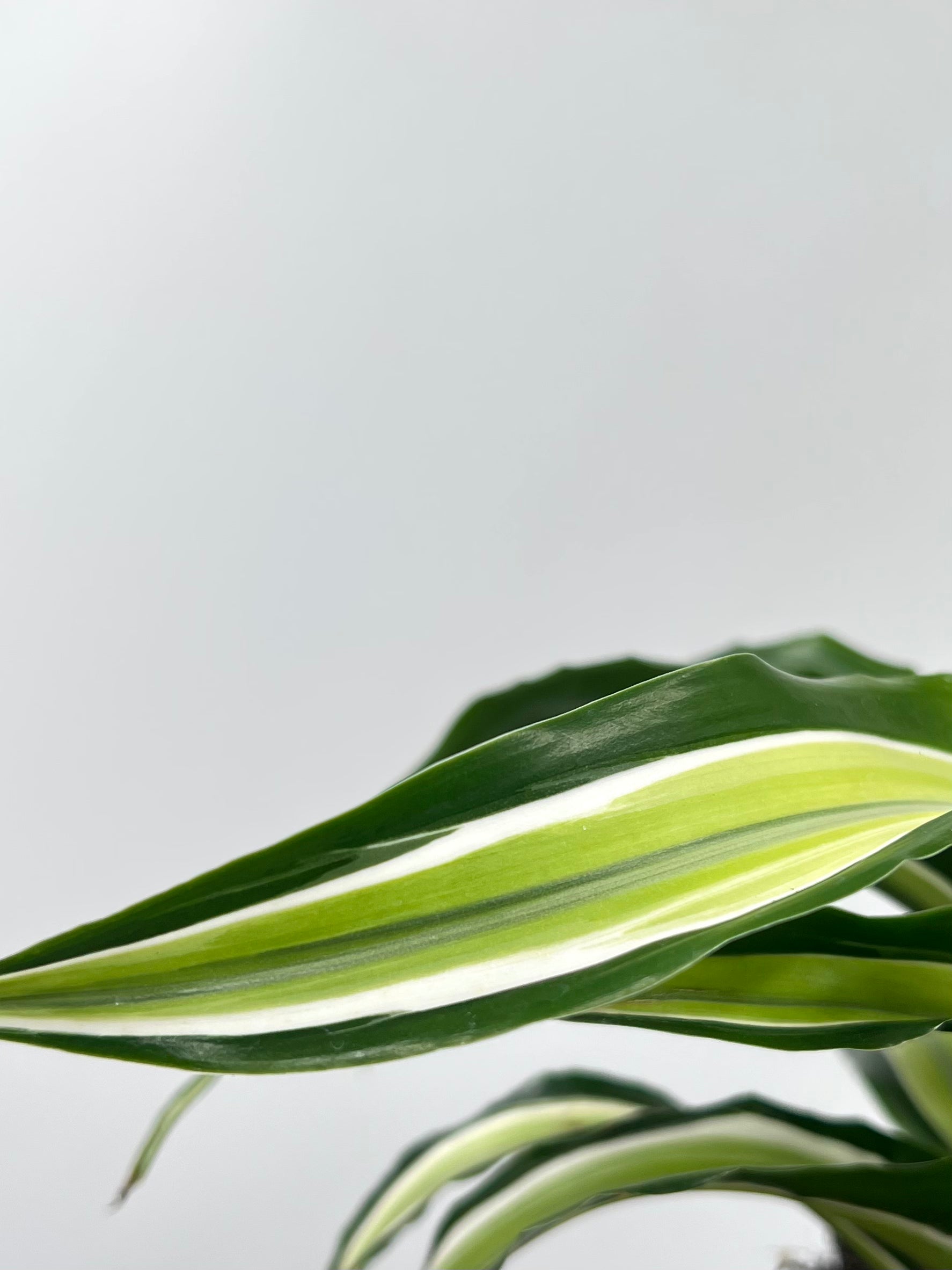 dracaena deremensis malaika 4" Dracaena Malaika – Plant Decor Shop