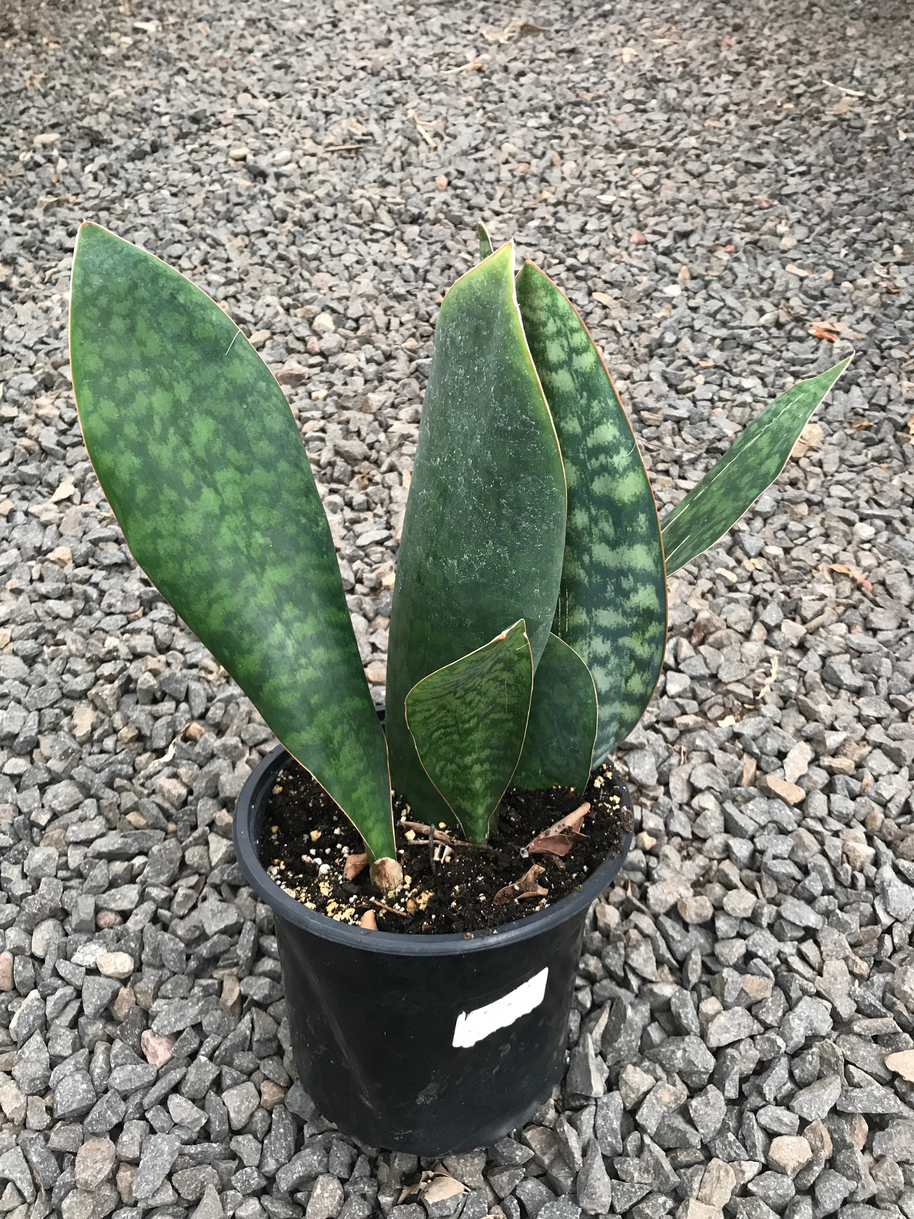 snake tail plant 8" Sansevieria Whale Tail