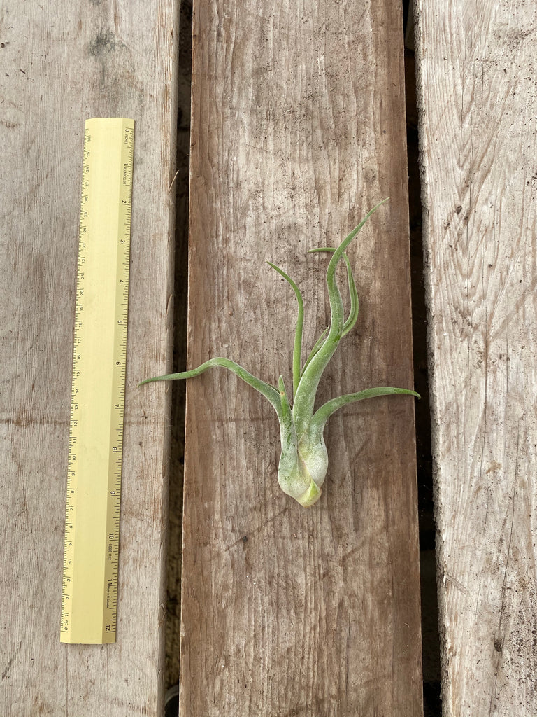 Tillandsia Caput Medusae, Medium