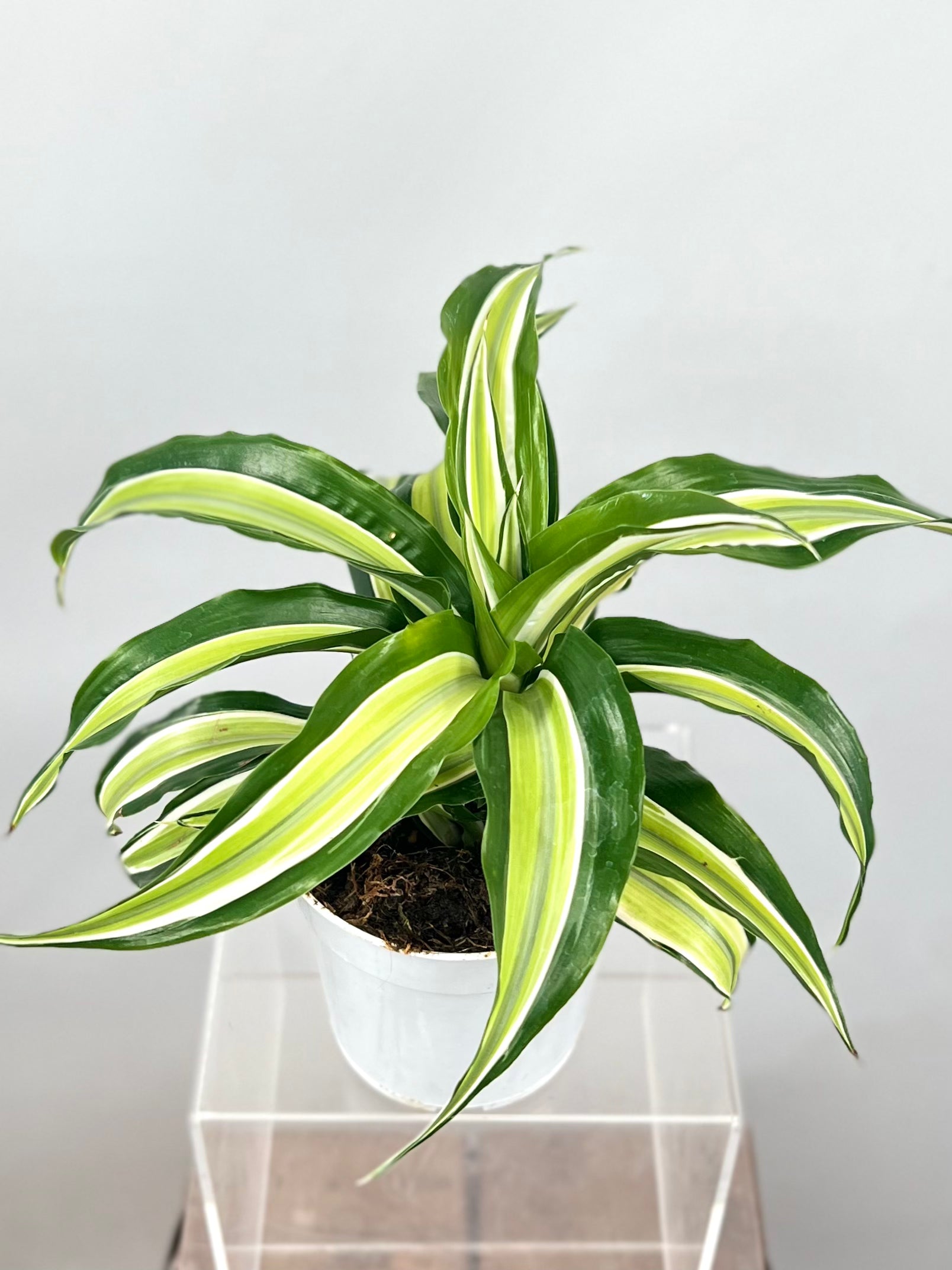 dracaena malaika Malaika Dragon Tree - Dracaena