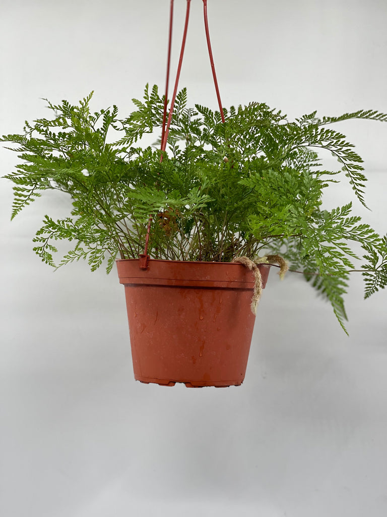 6" Fern, Rabbit Foot