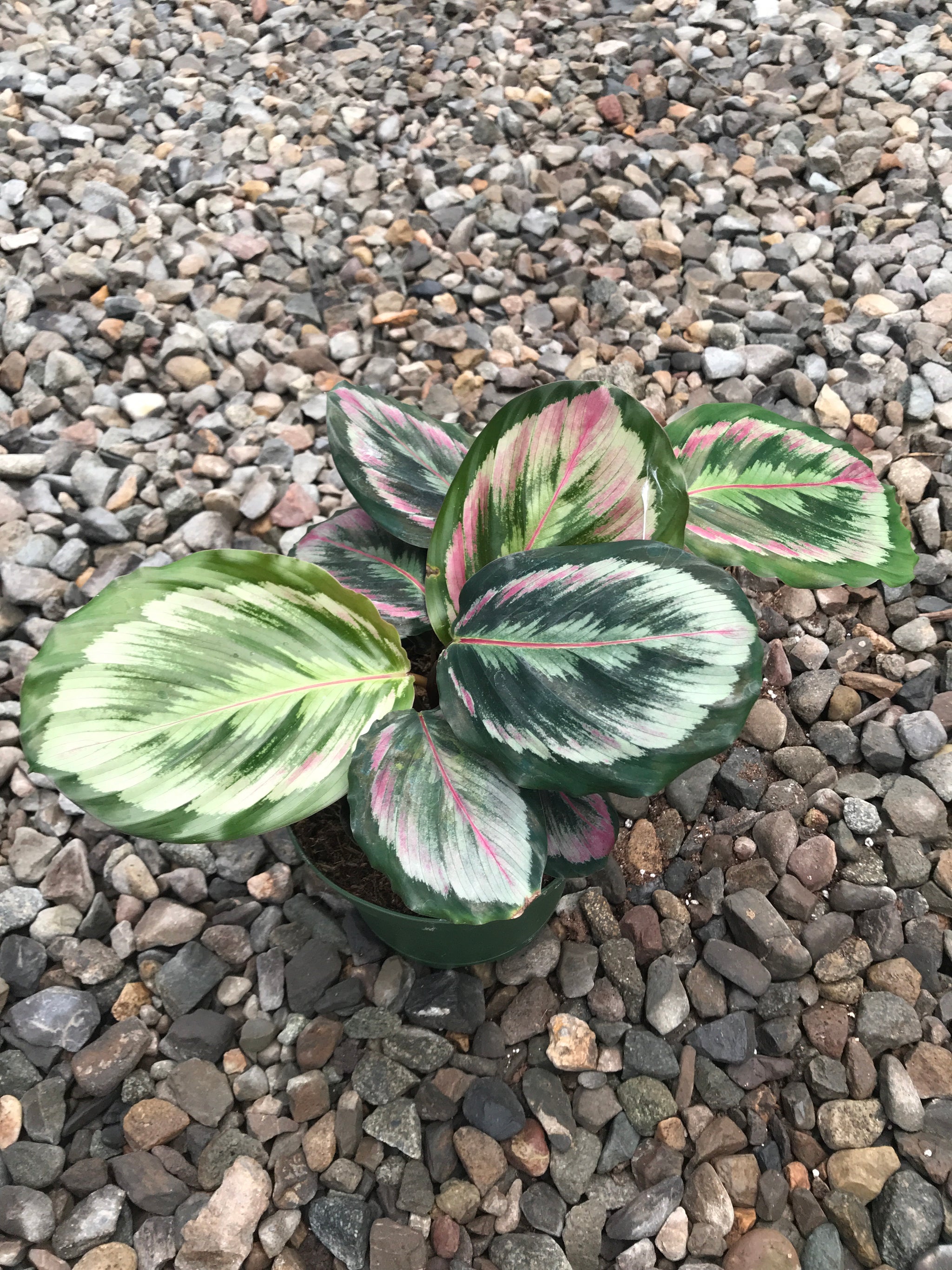 calathea medallion kaufen 6