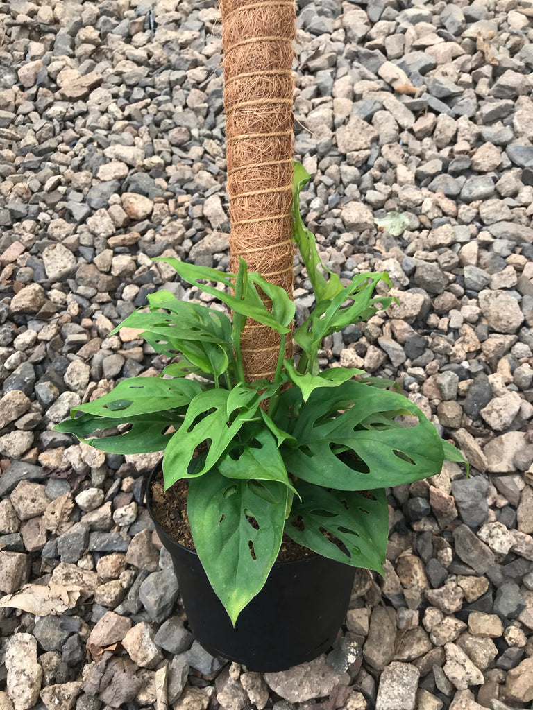 6" Philodendron 'Swiss Cheese' on Pole