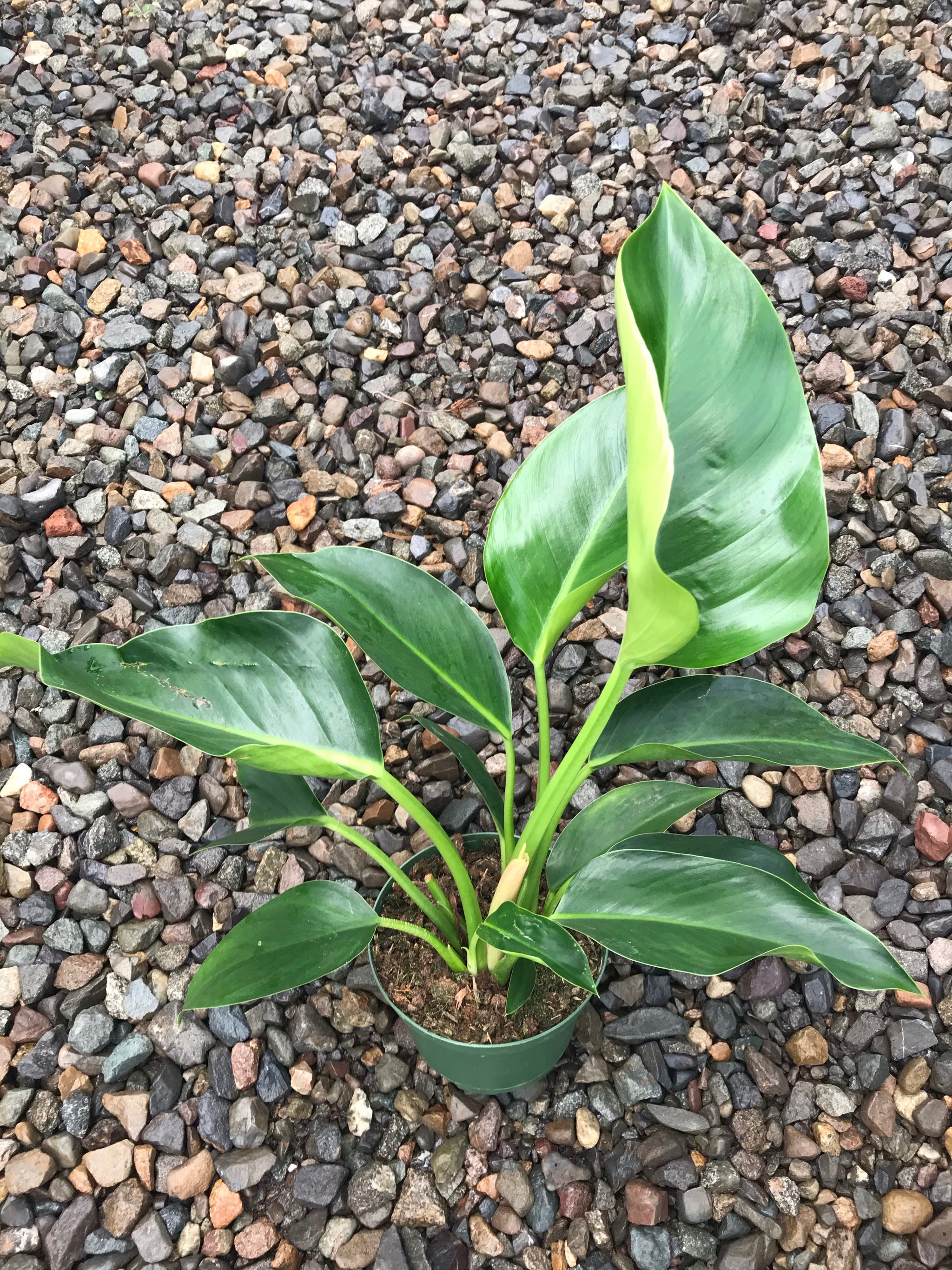 philodendron green congo shop Philodendron 'Congo Green' (6in+) 6in
