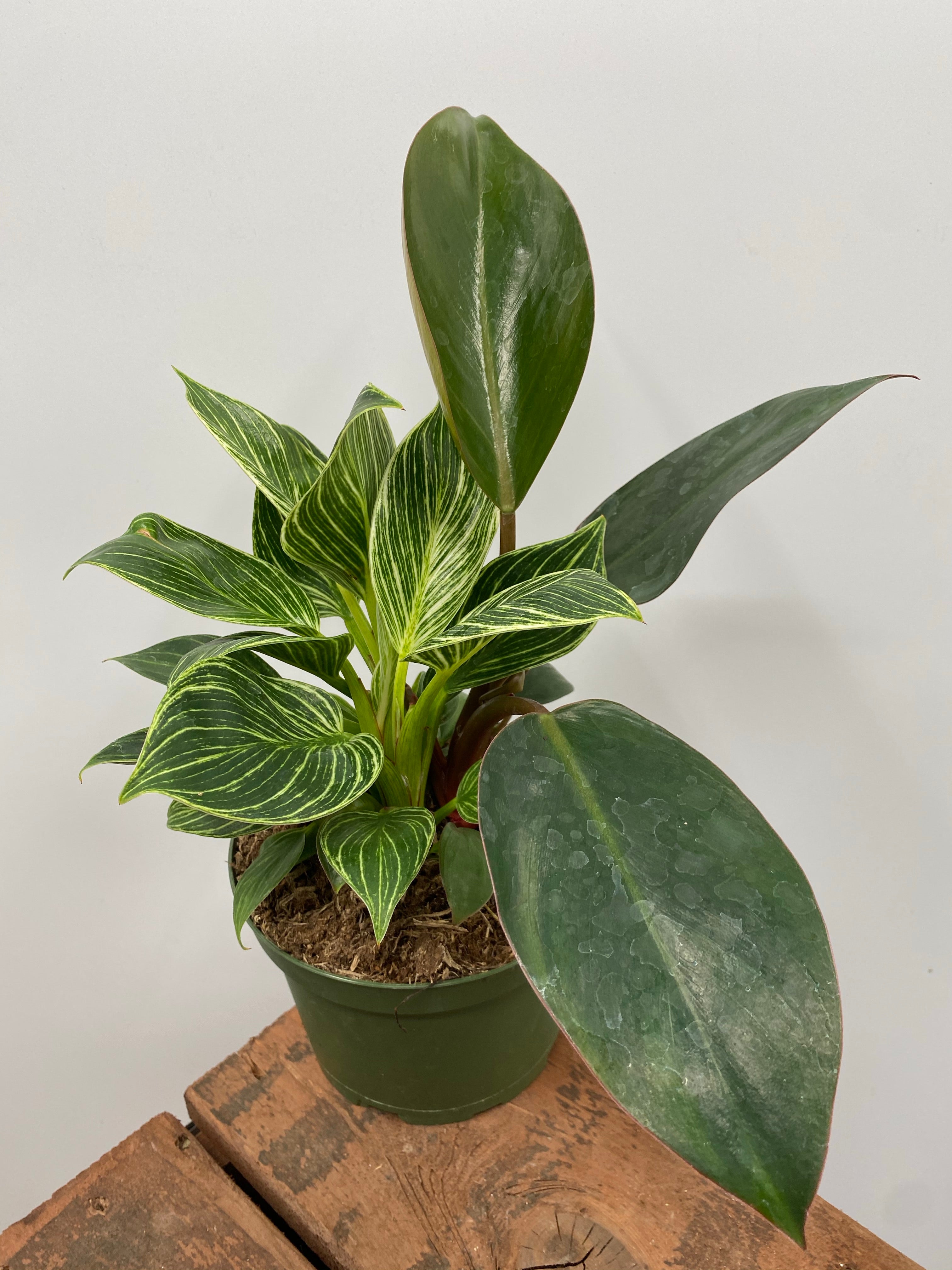 philodendron birkin red congo 6" Philodendron Birkin Congo Combo