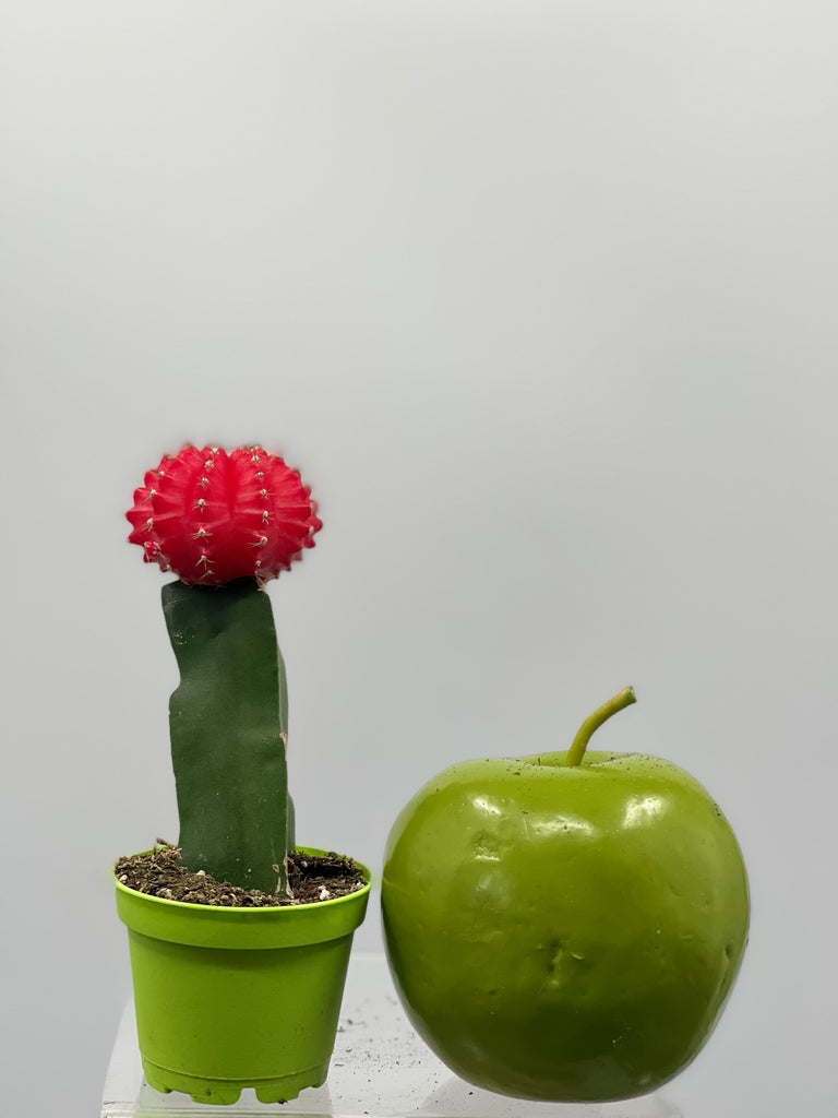 2" Grafted Cactus Red