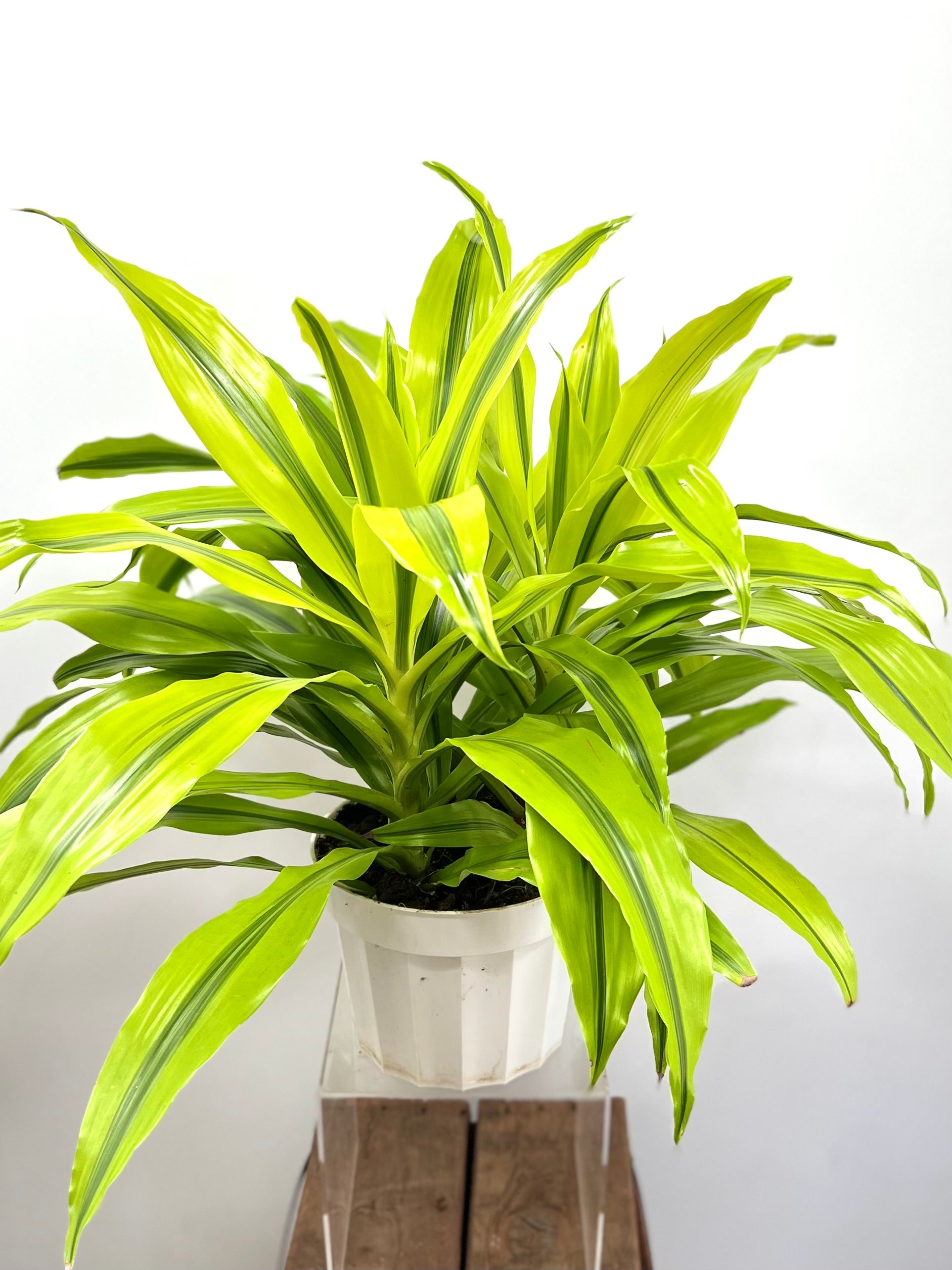dracaena kristi 8" Dracaena Kristi, Tips 3p