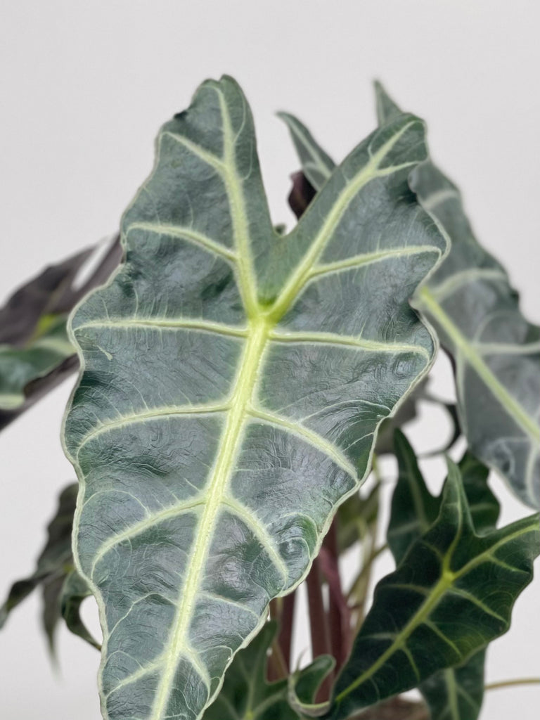 6" Alocasia Polly 'African Mask'